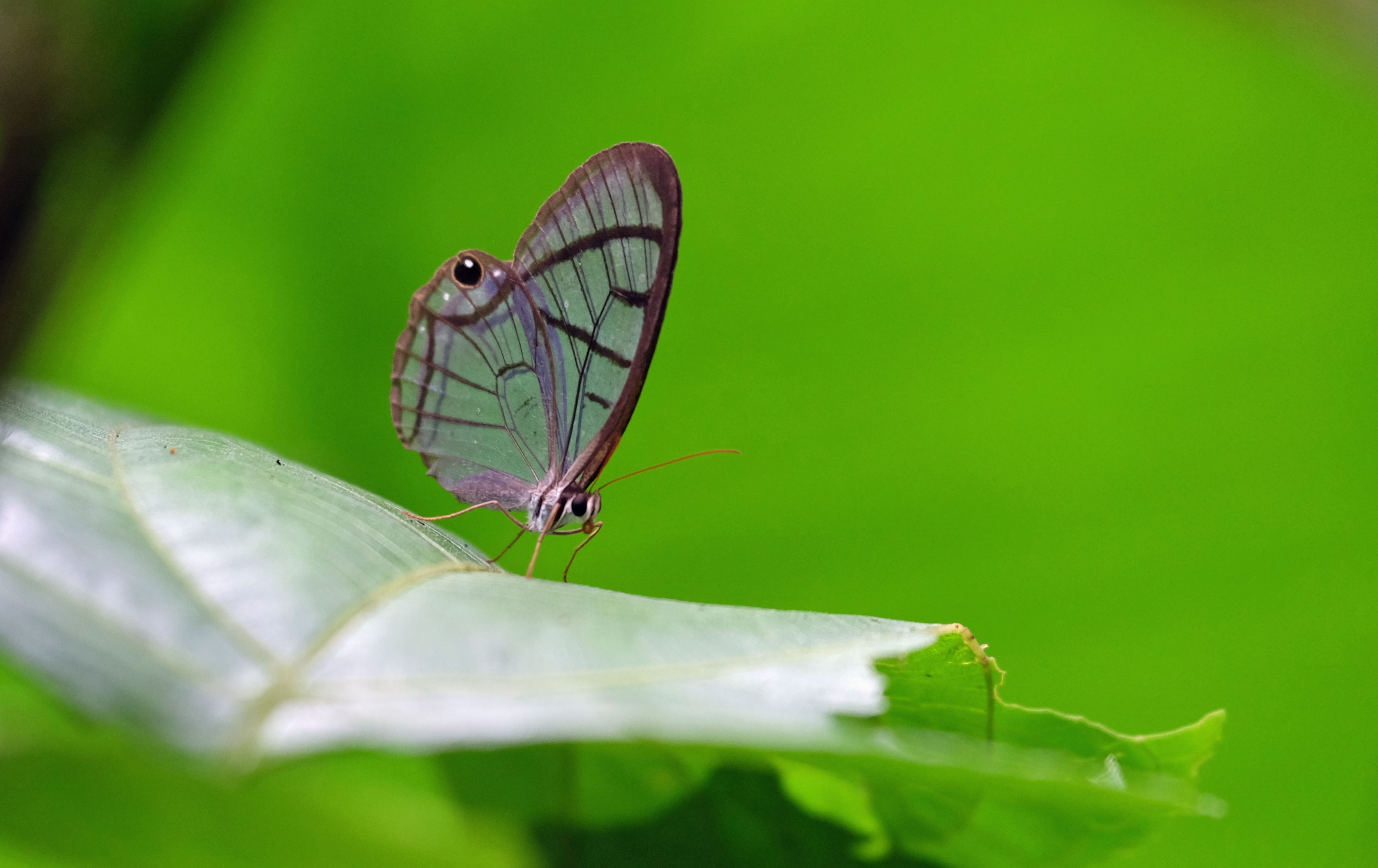 Mashpi Cloud Forest Ecuador photo 2