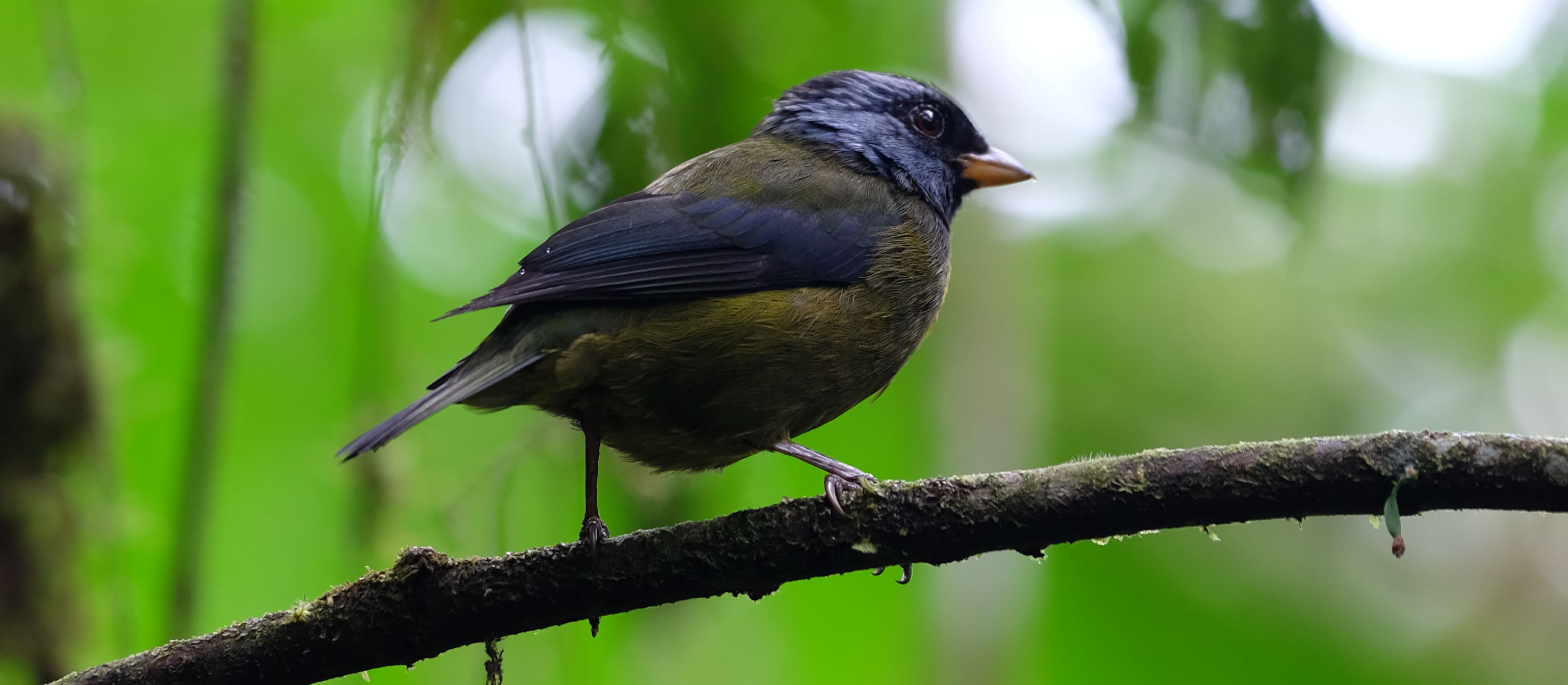 Mashpi Cloud Forest Ecuador photo 4