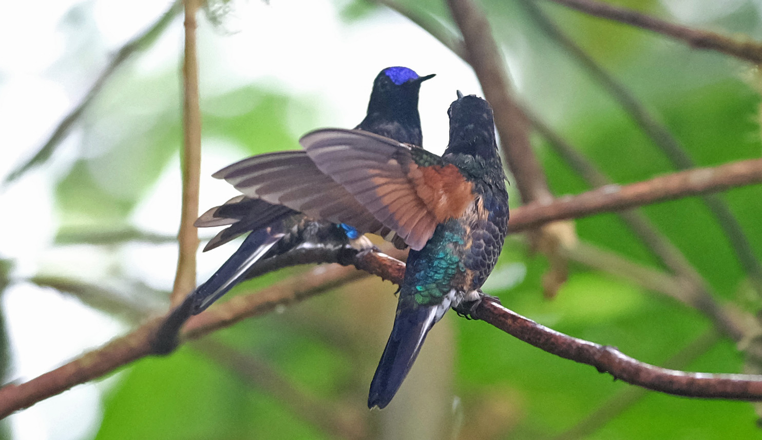 Mashpi Cloud Forest Ecuador photo 6