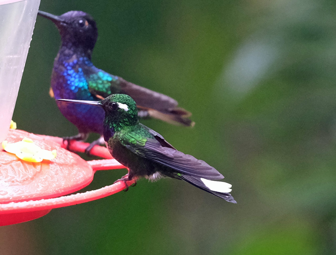 Mashpi Cloud Forest Ecuador photo 7