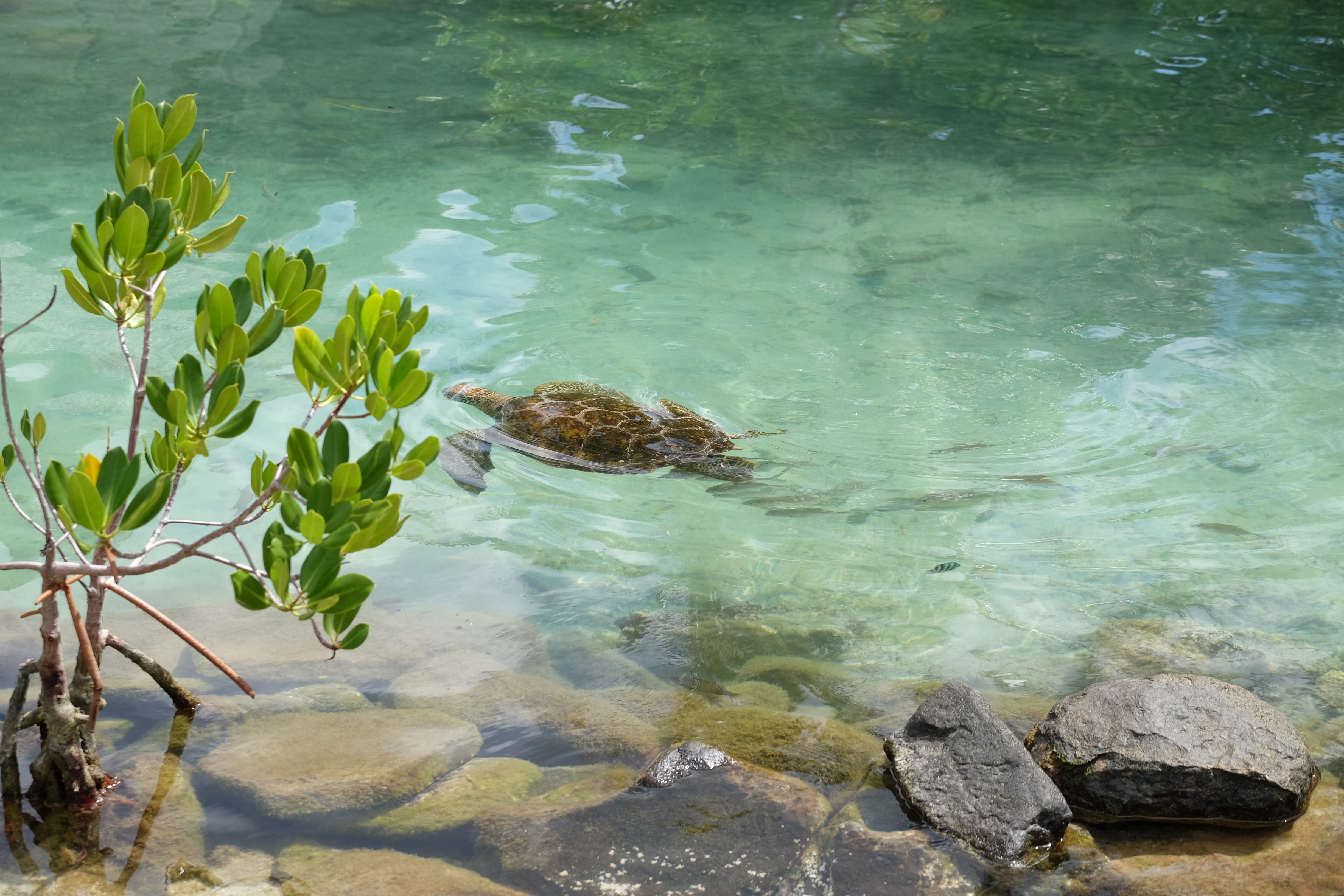 Moorea French Polynesia photo 5