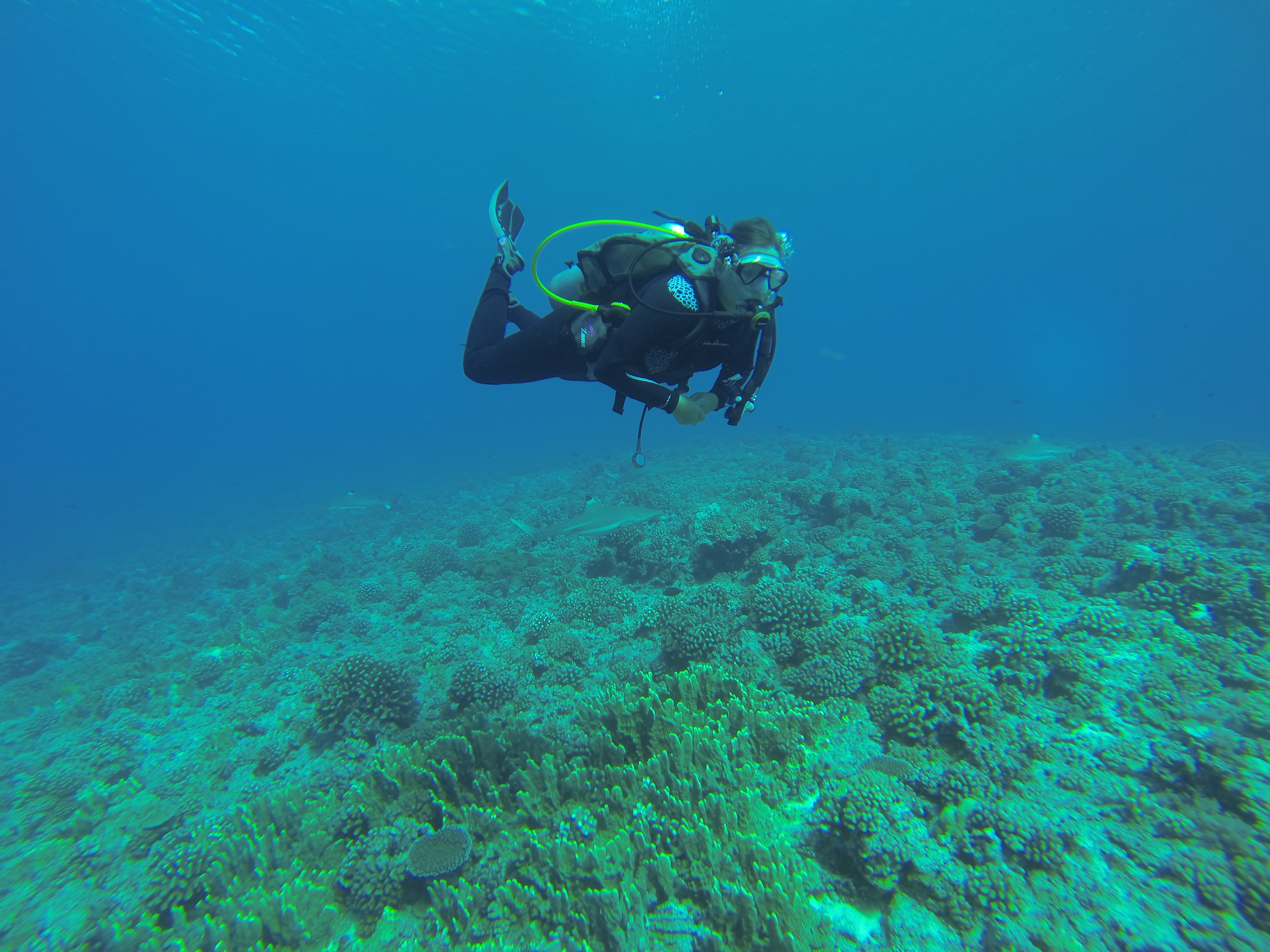 Moorea French Polynesia photo 9