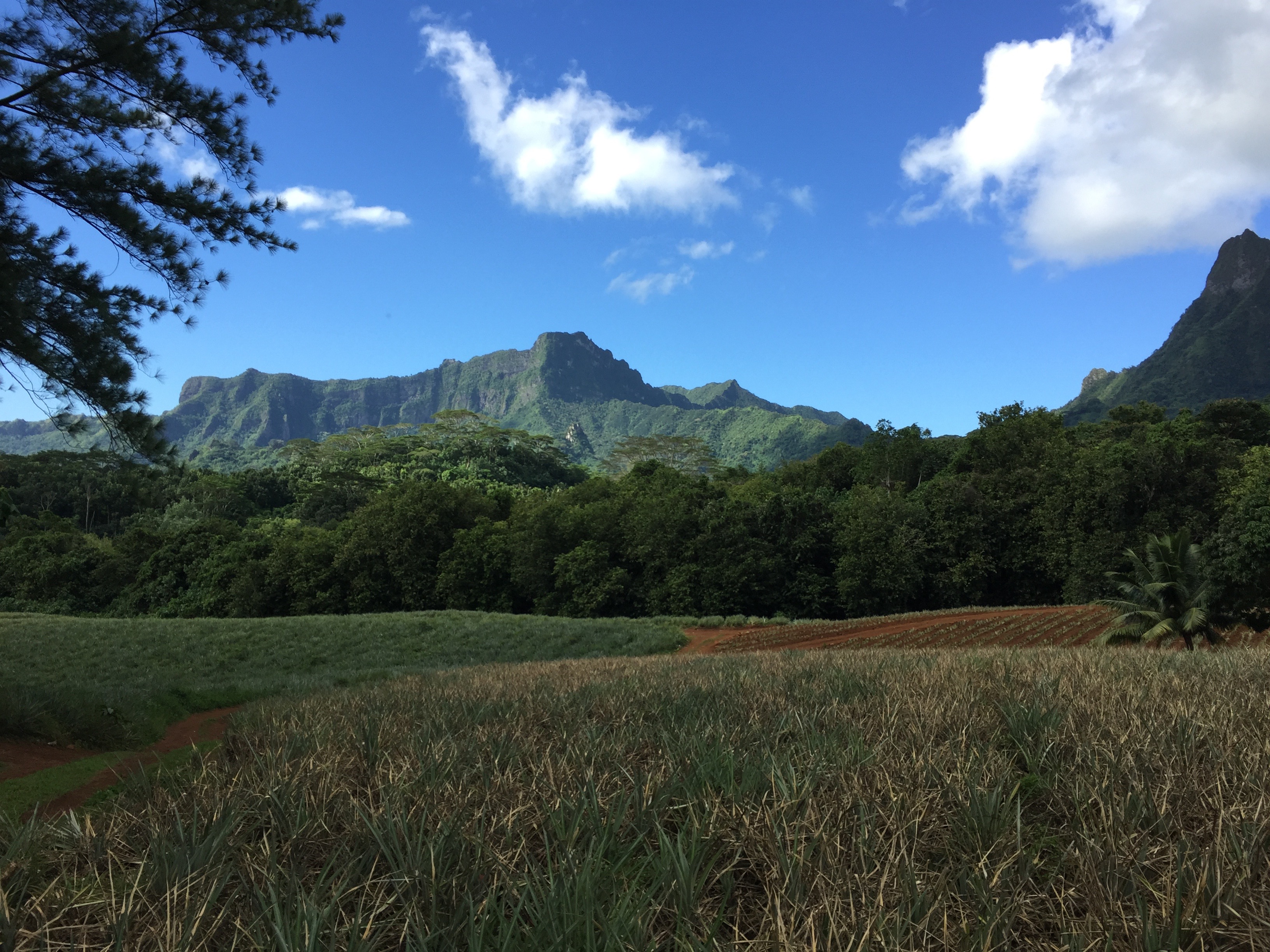 Moorea French Polynesia photo 10