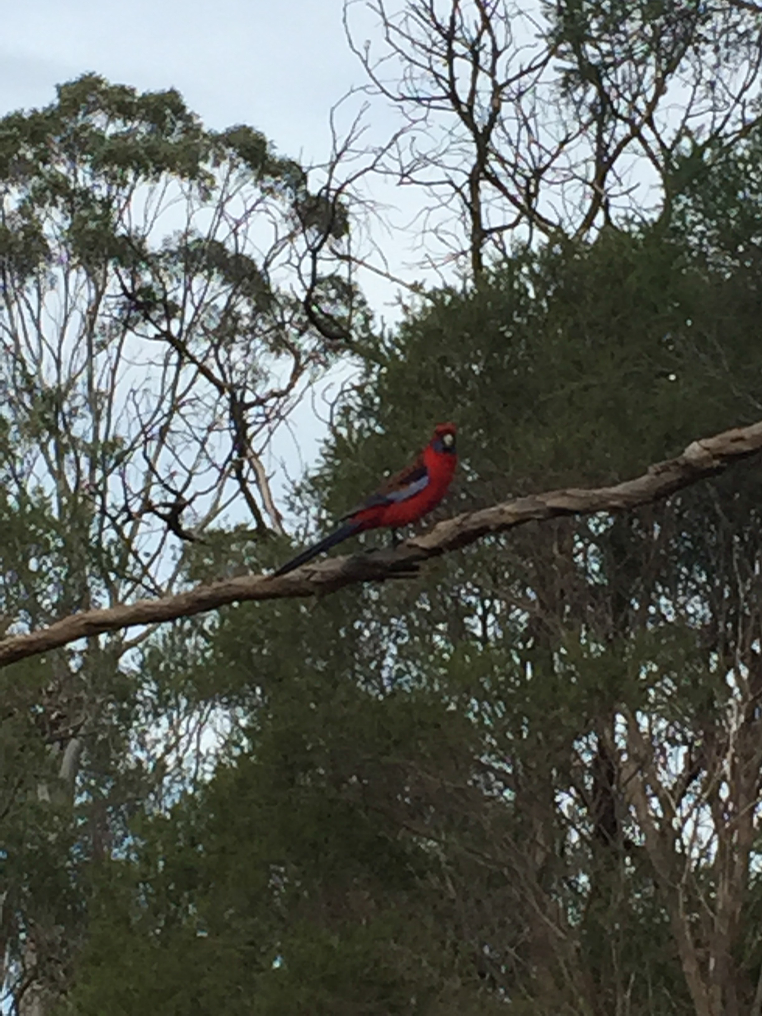 Naracoorte Cave Australia photo 2