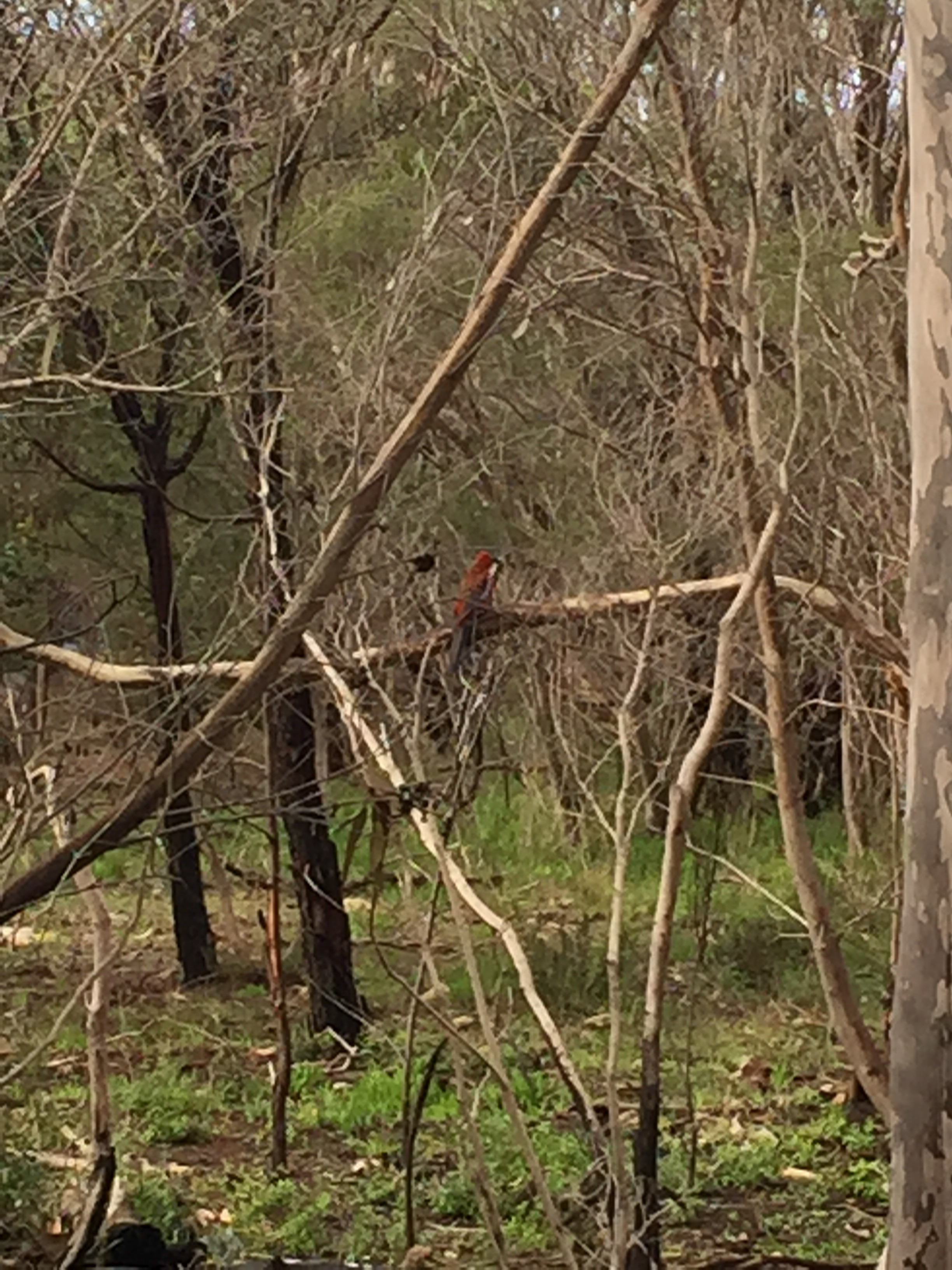 Naracoorte Cave Australia photo 7