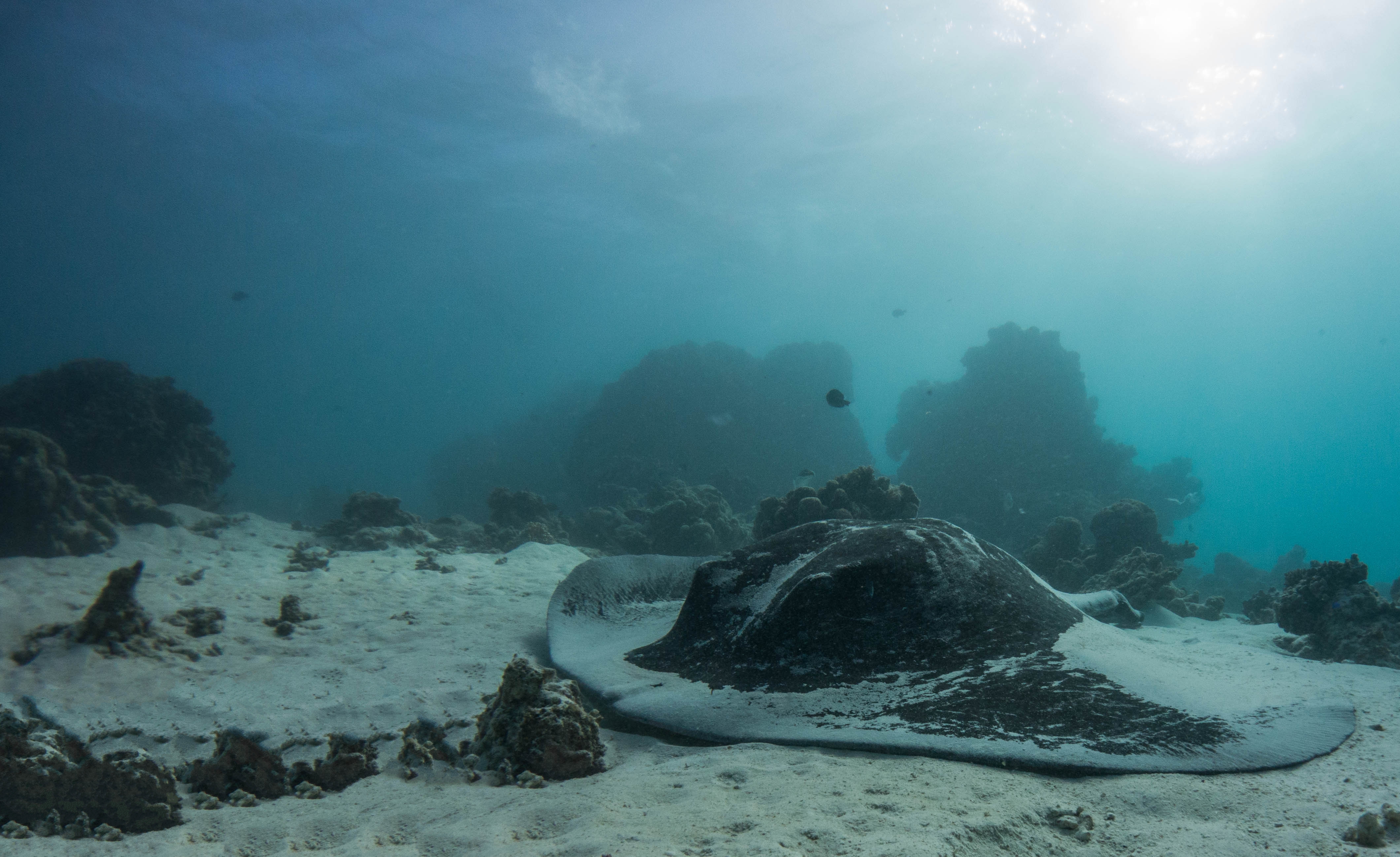 Ningaloo Reef Australia photo 1