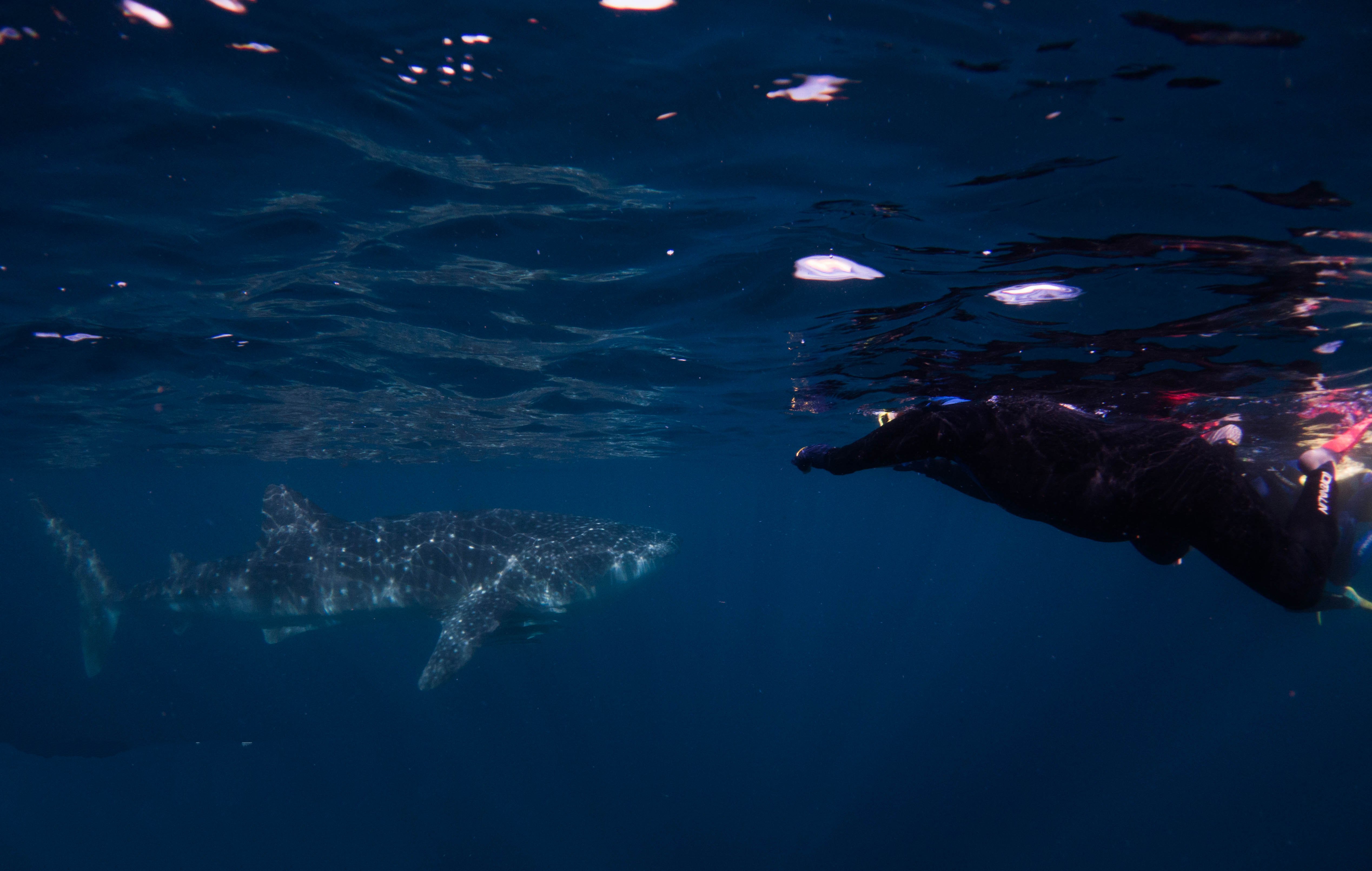 Ningaloo Reef Australia photo 4