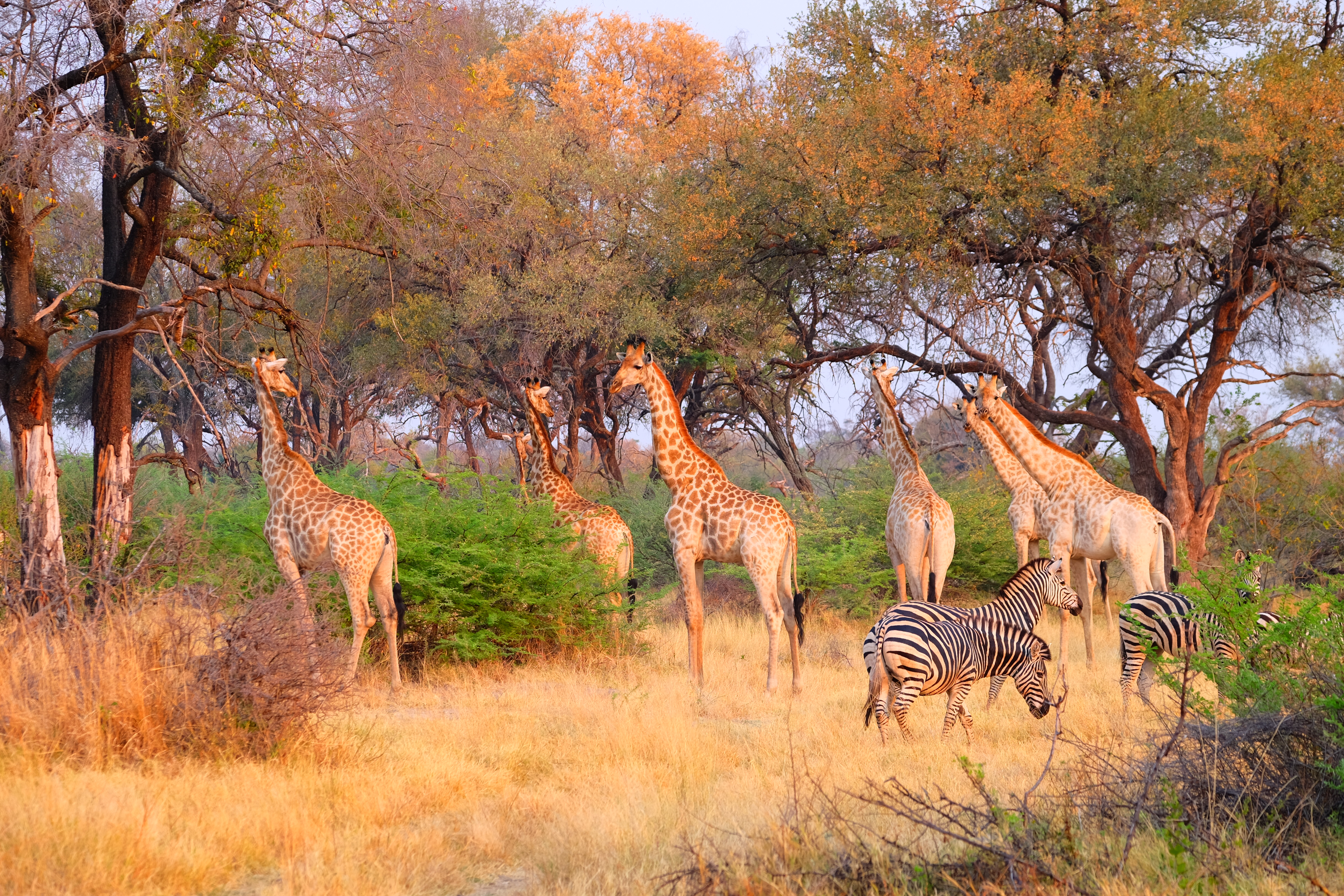 Okavango Delta Botswana photo 3
