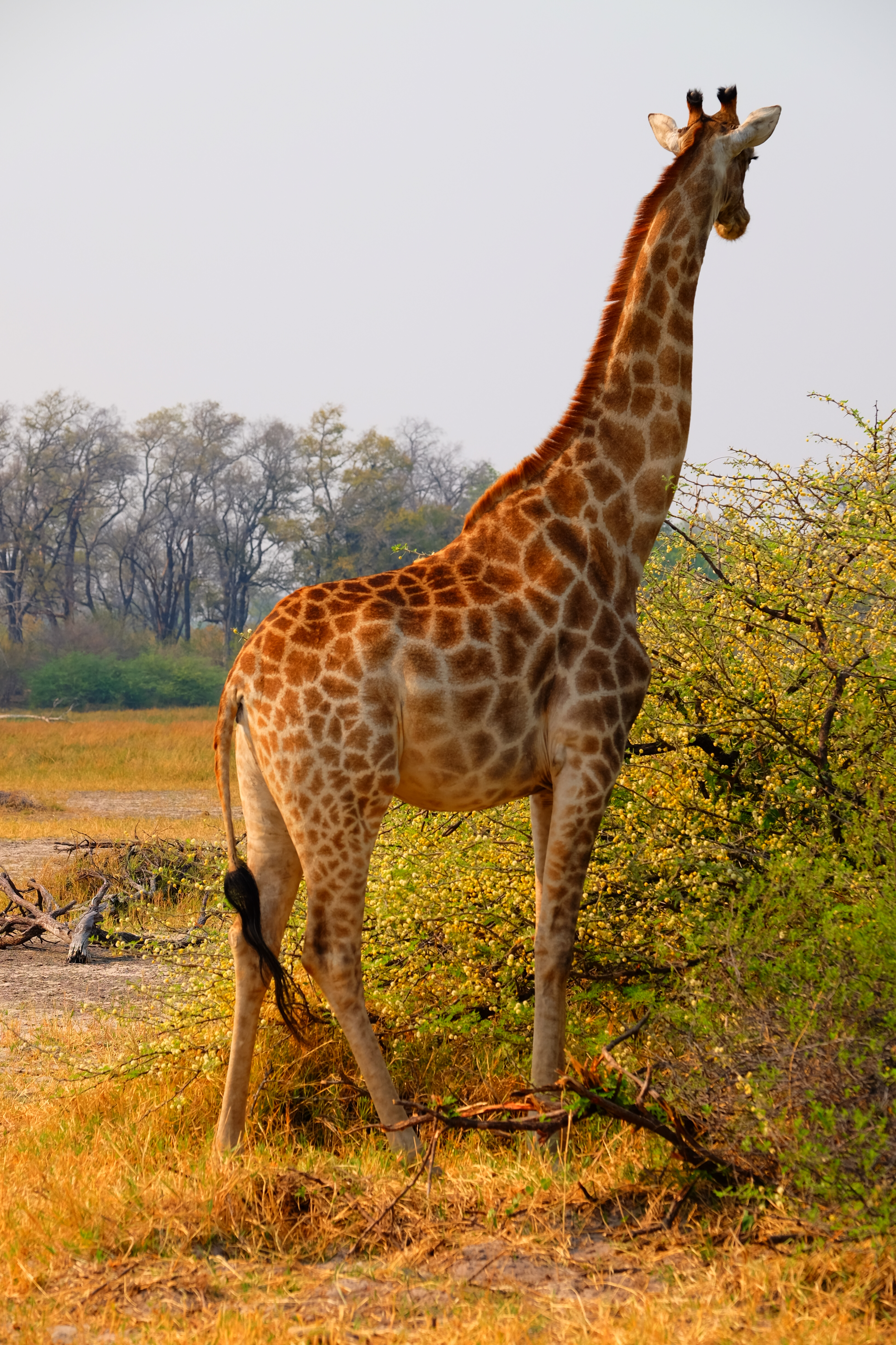 Okavango Delta Botswana photo 6