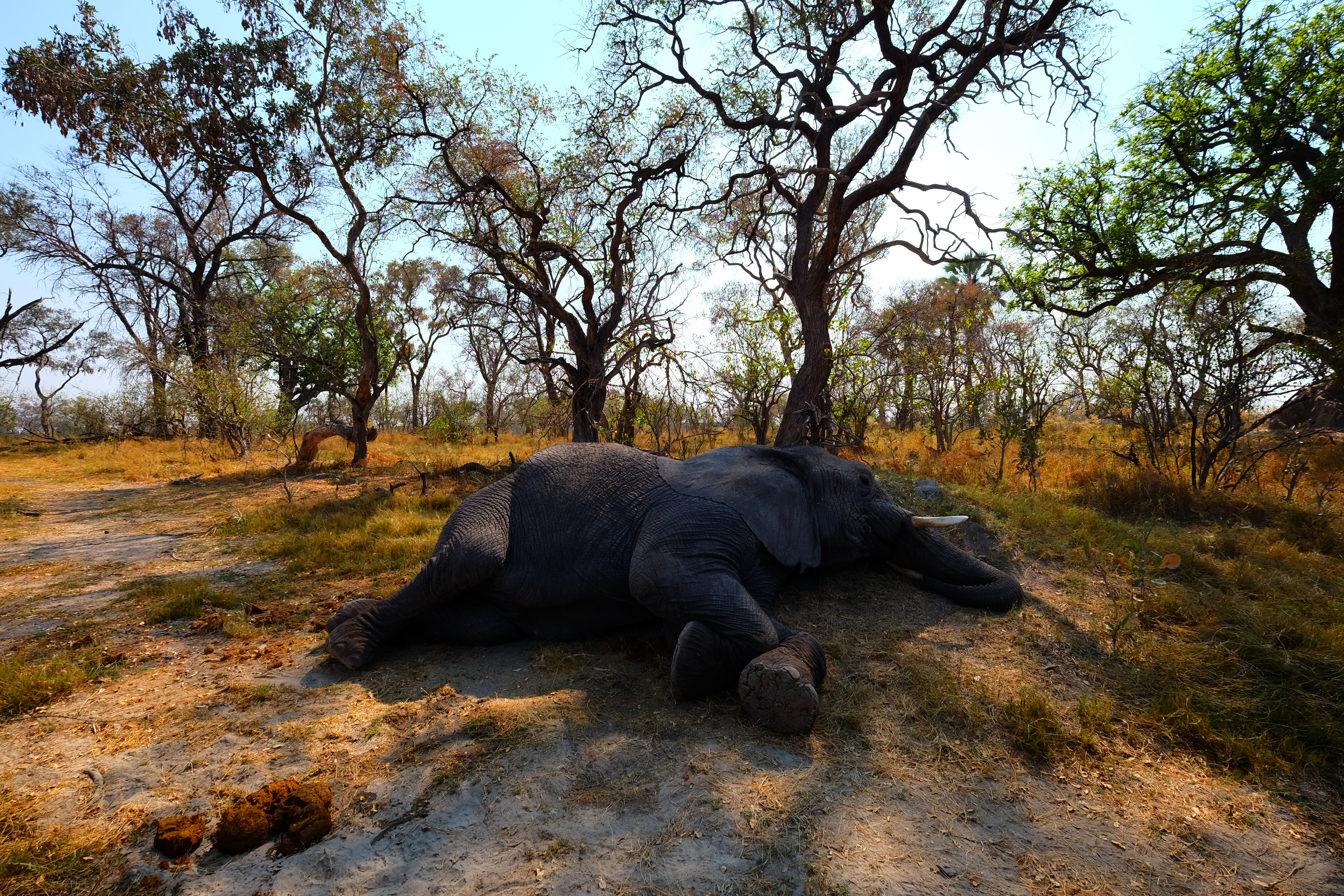 Okavango Delta Botswana photo 9