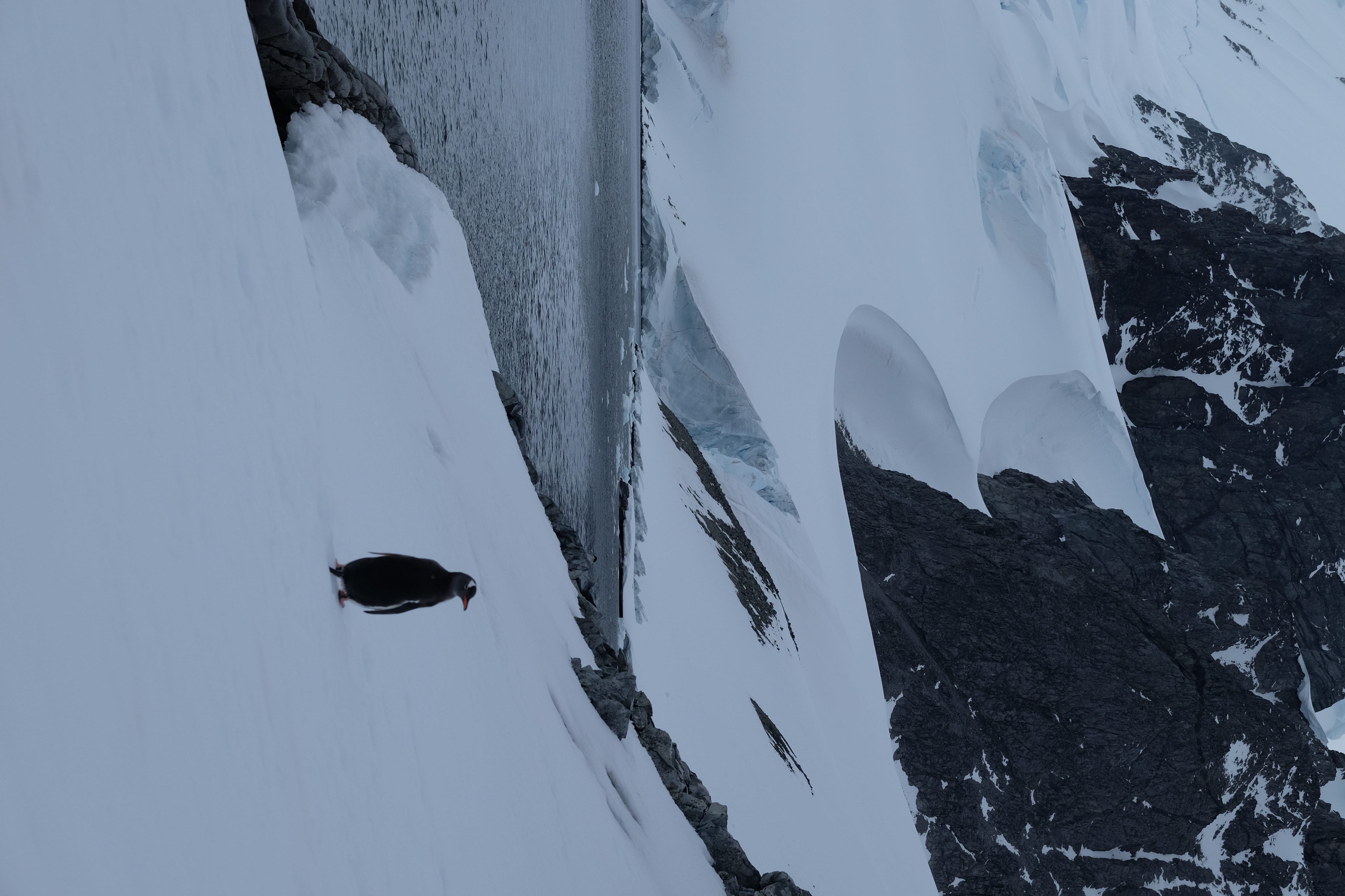 Orne Harbour Antarctica photo 5