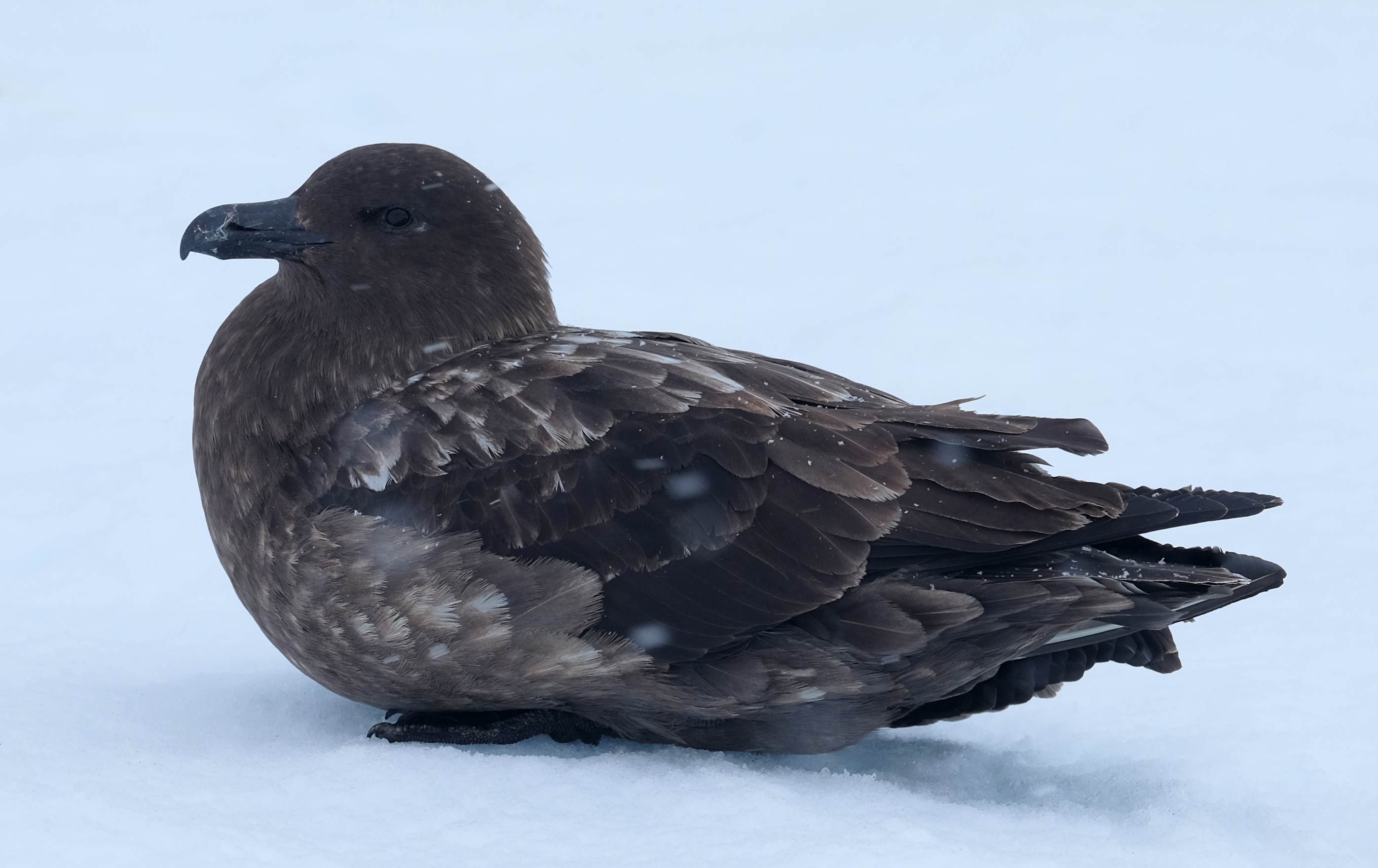 Orne Harbour Antarctica photo 7