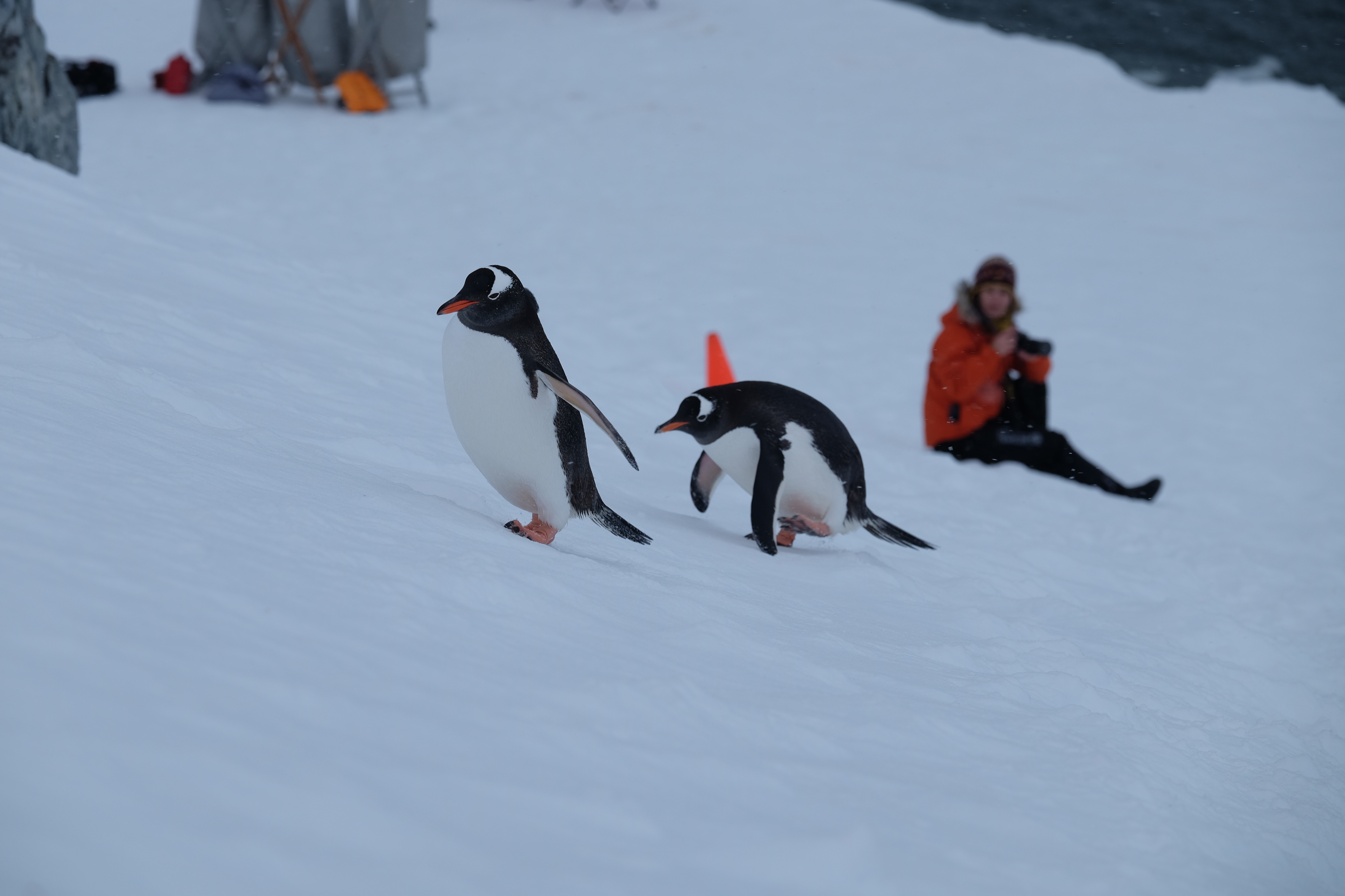 Orne Harbour Antarctica photo 8