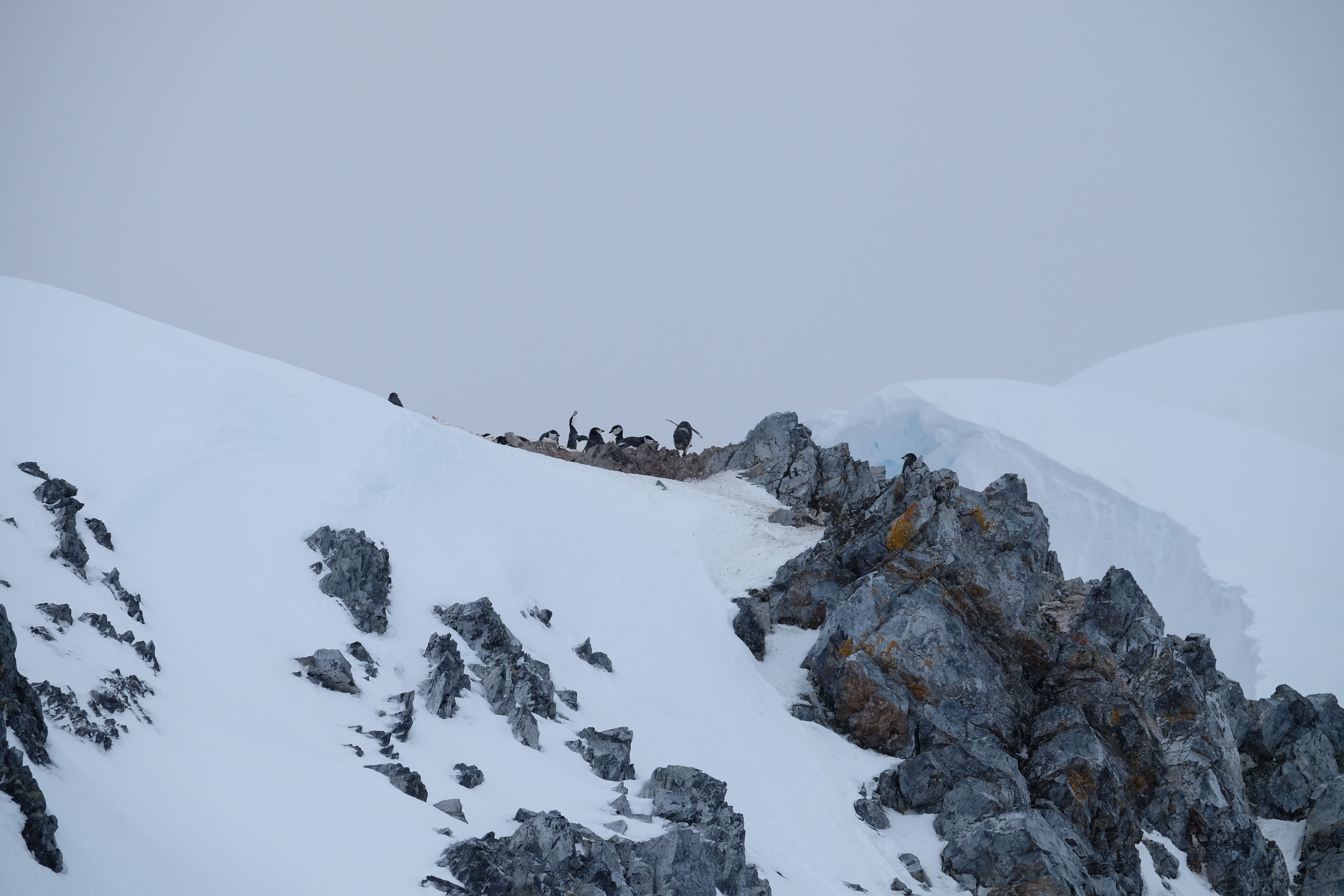 Orne Harbour Antarctica photo 9