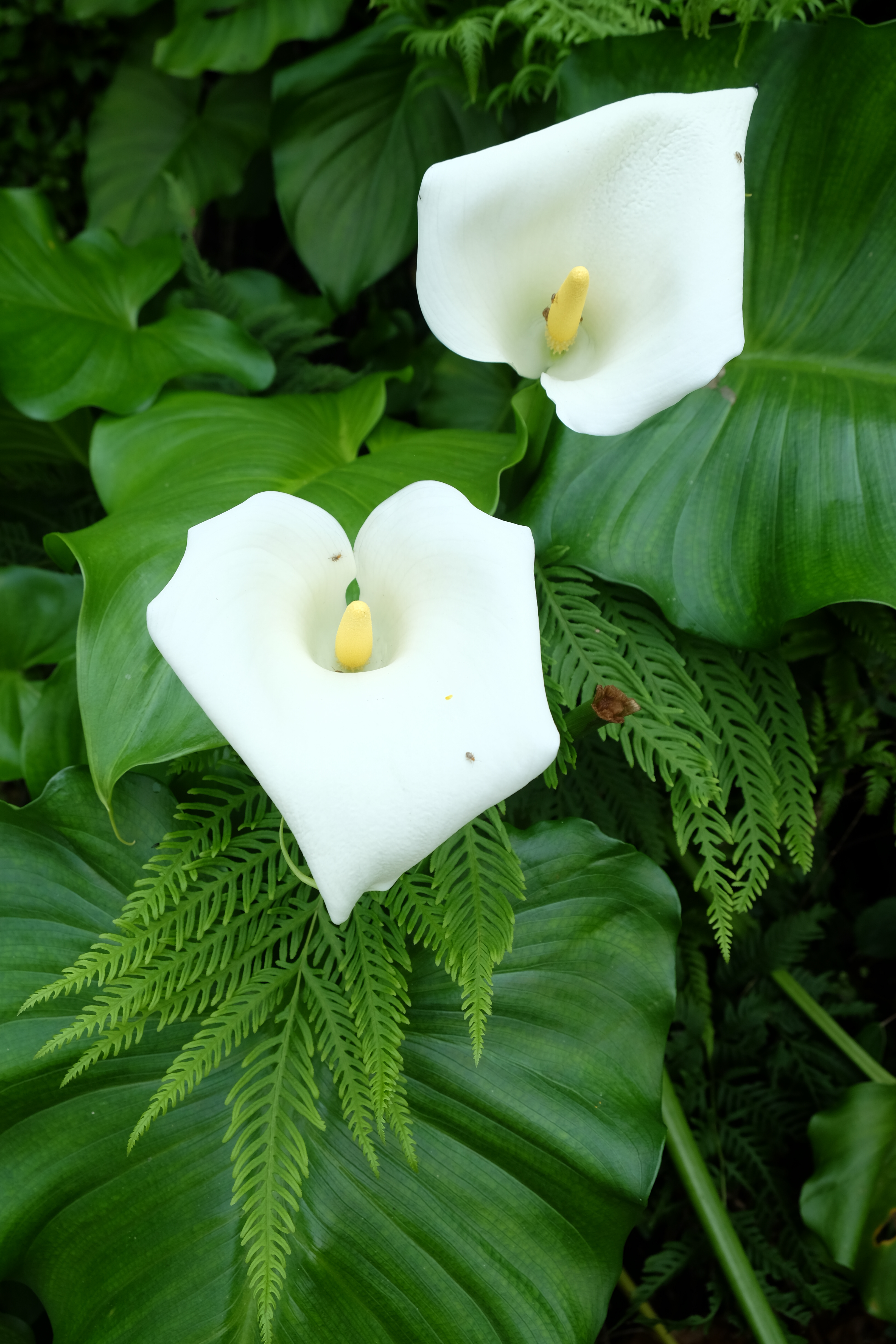 Plettenberg Bay South Africa photo 8