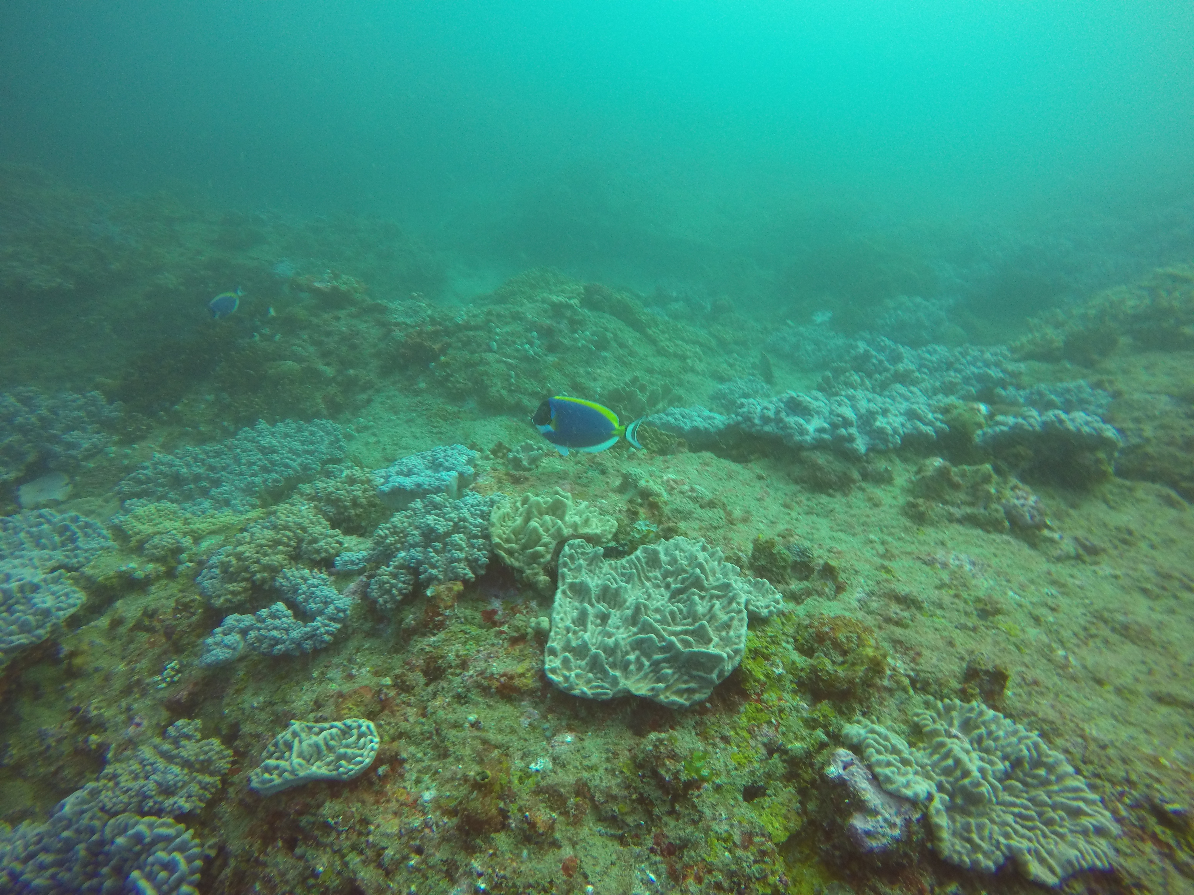 Ponta Mamoli Mozambique photo 1