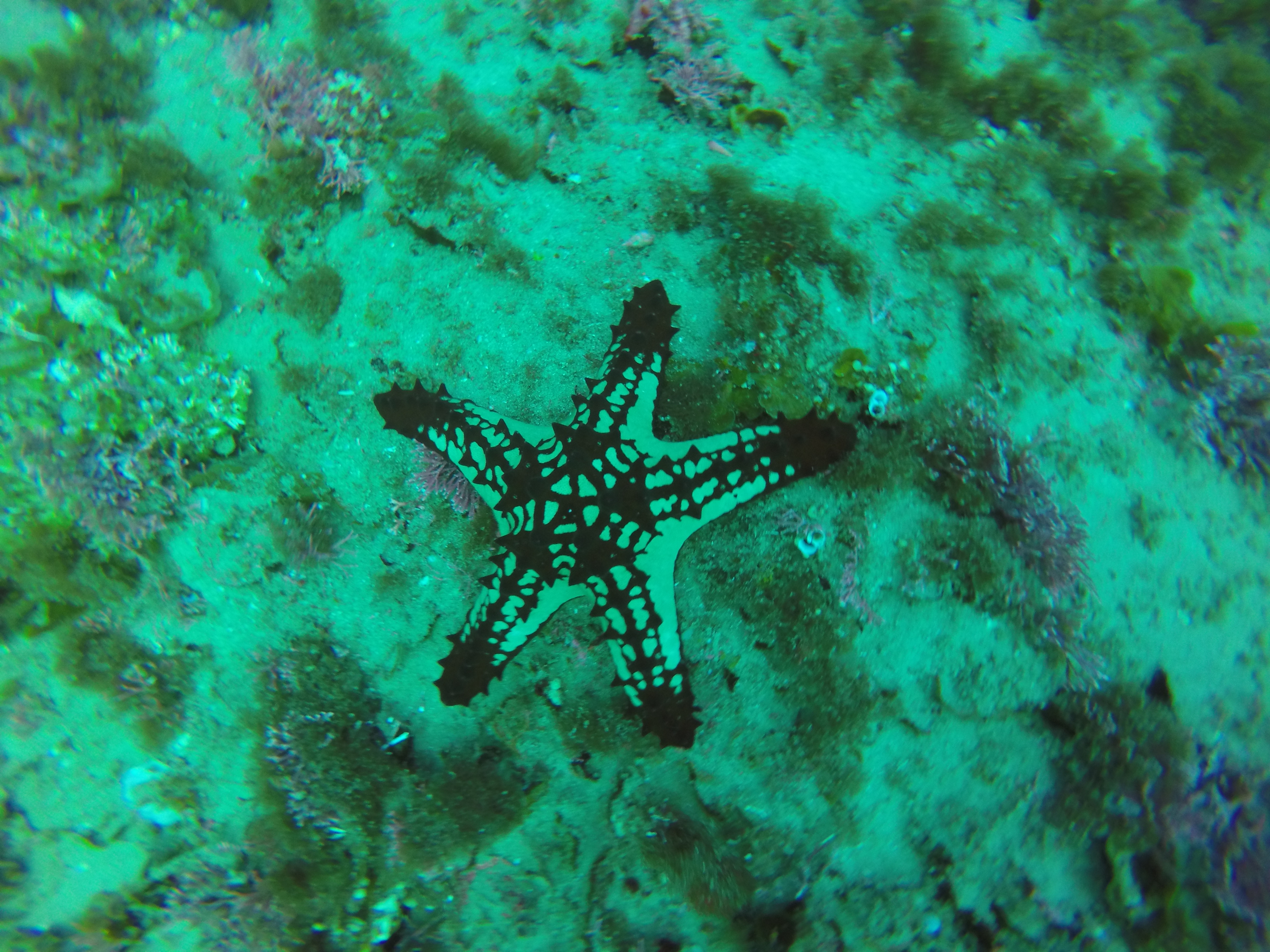 Ponta Mamoli Mozambique photo 2