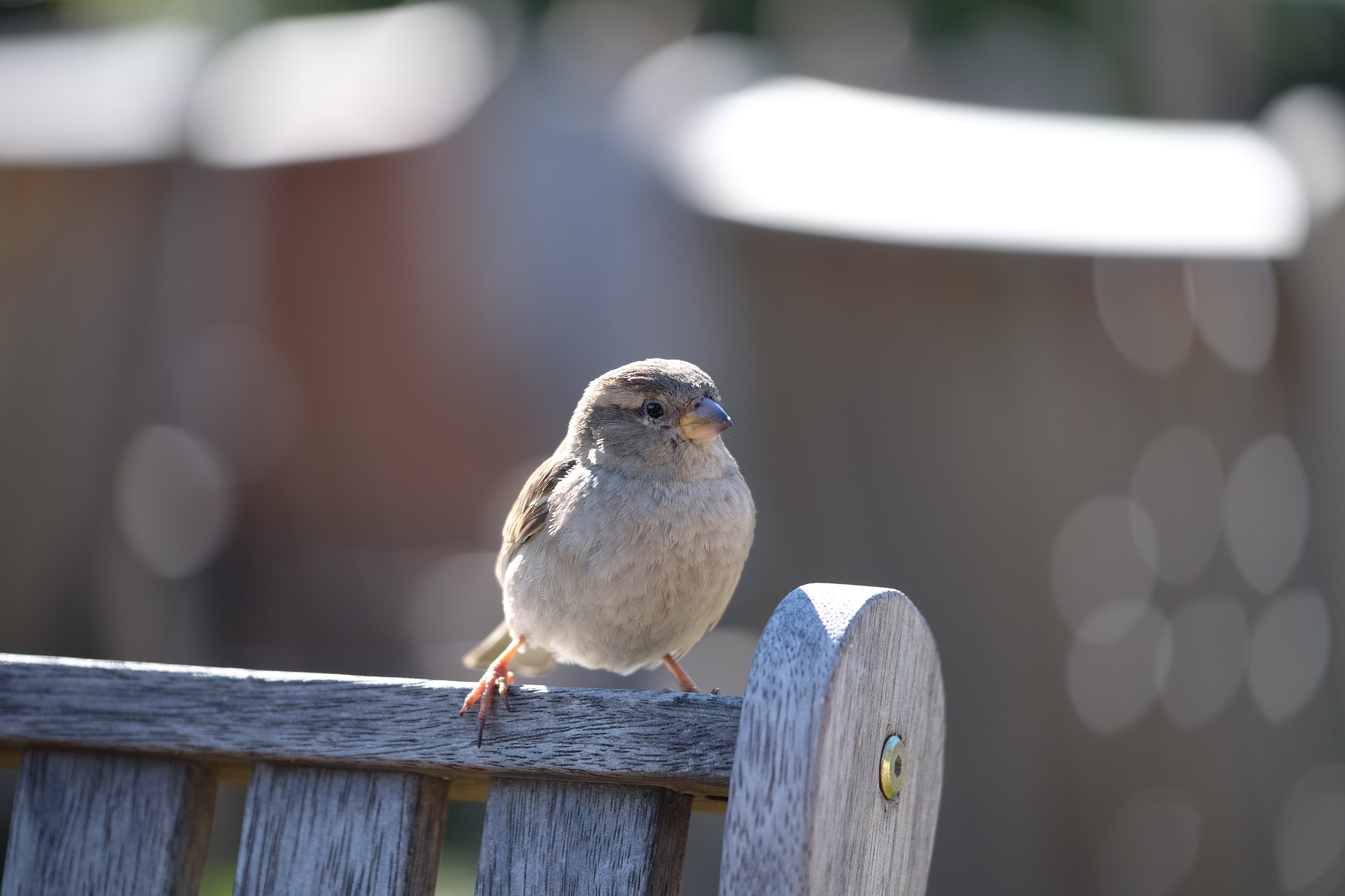 Queenstown New Zealand photo 6