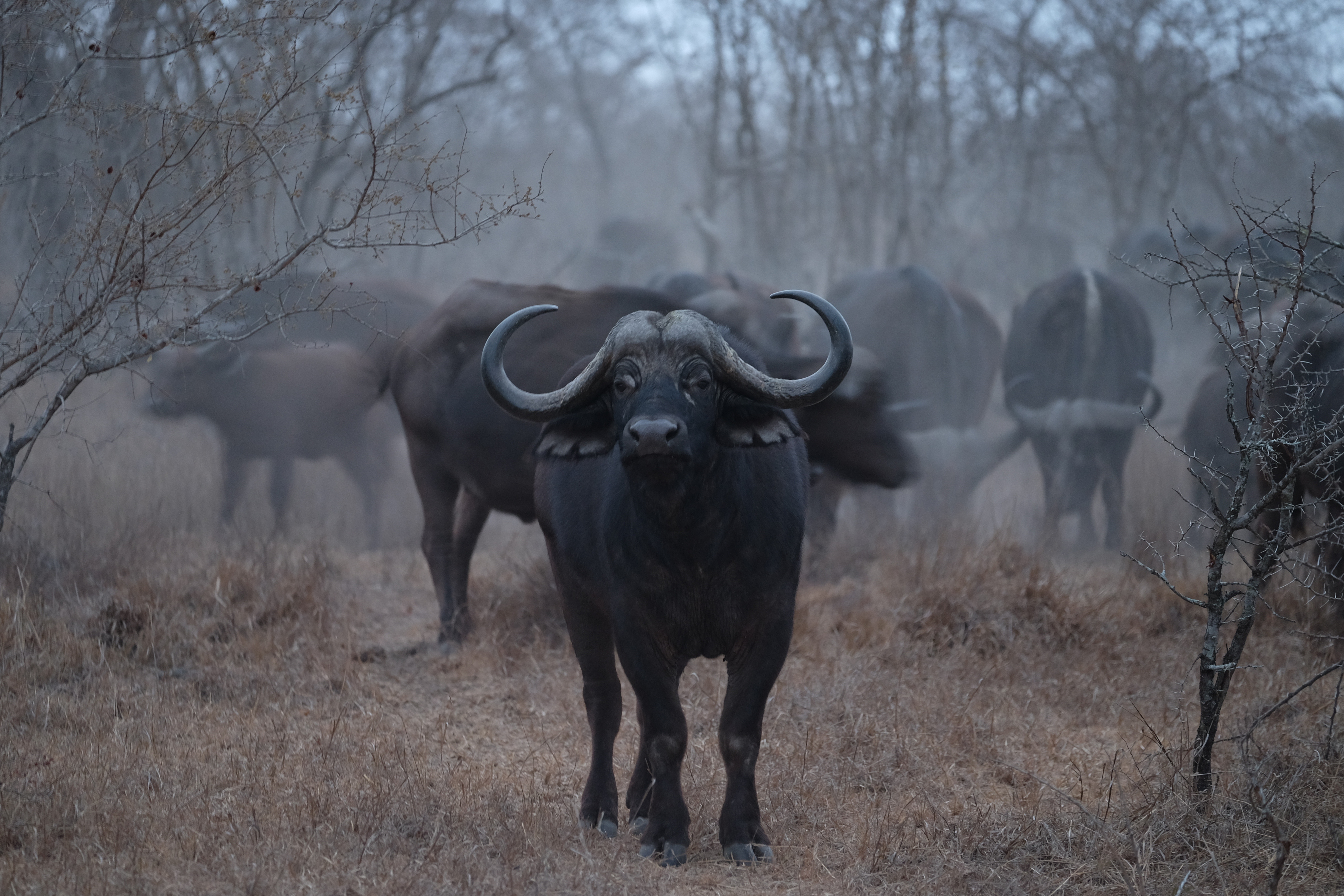 Sabi Sands South Africa photo 1