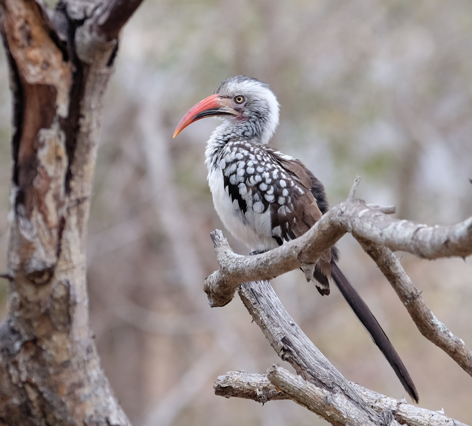 Sabi Sands South Africa photo 2