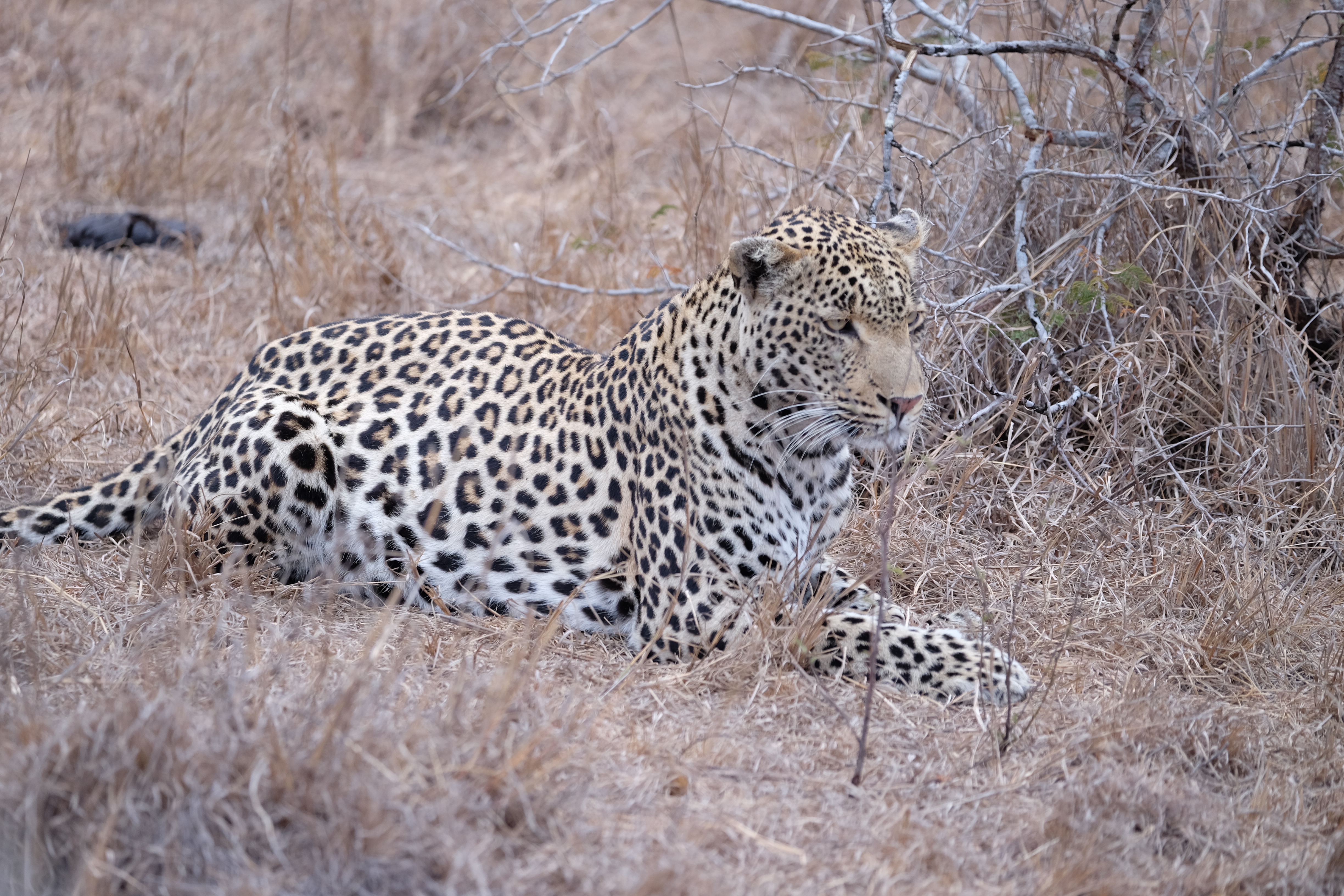 Sabi Sands South Africa photo 3