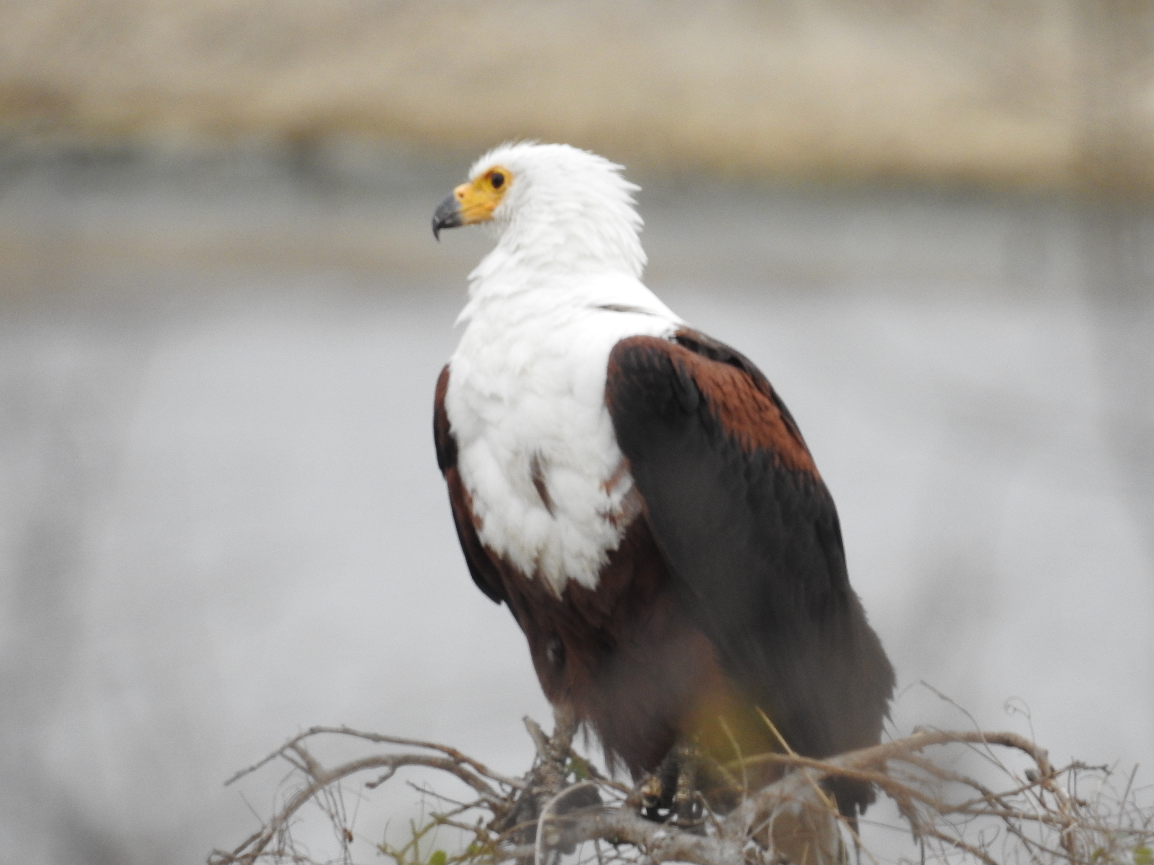 Sabi Sands South Africa photo 4