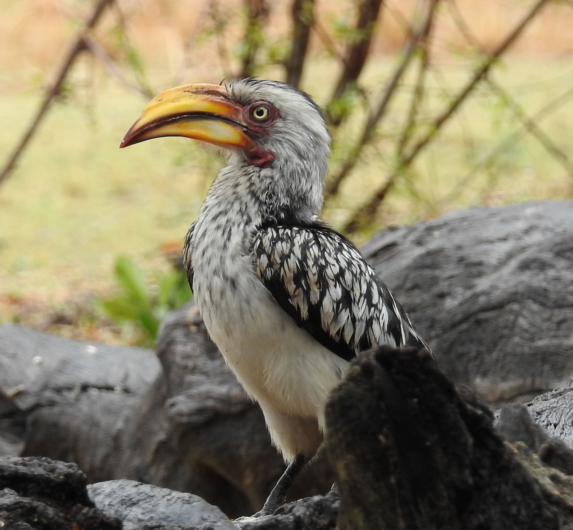 Sabi Sands South Africa photo 5
