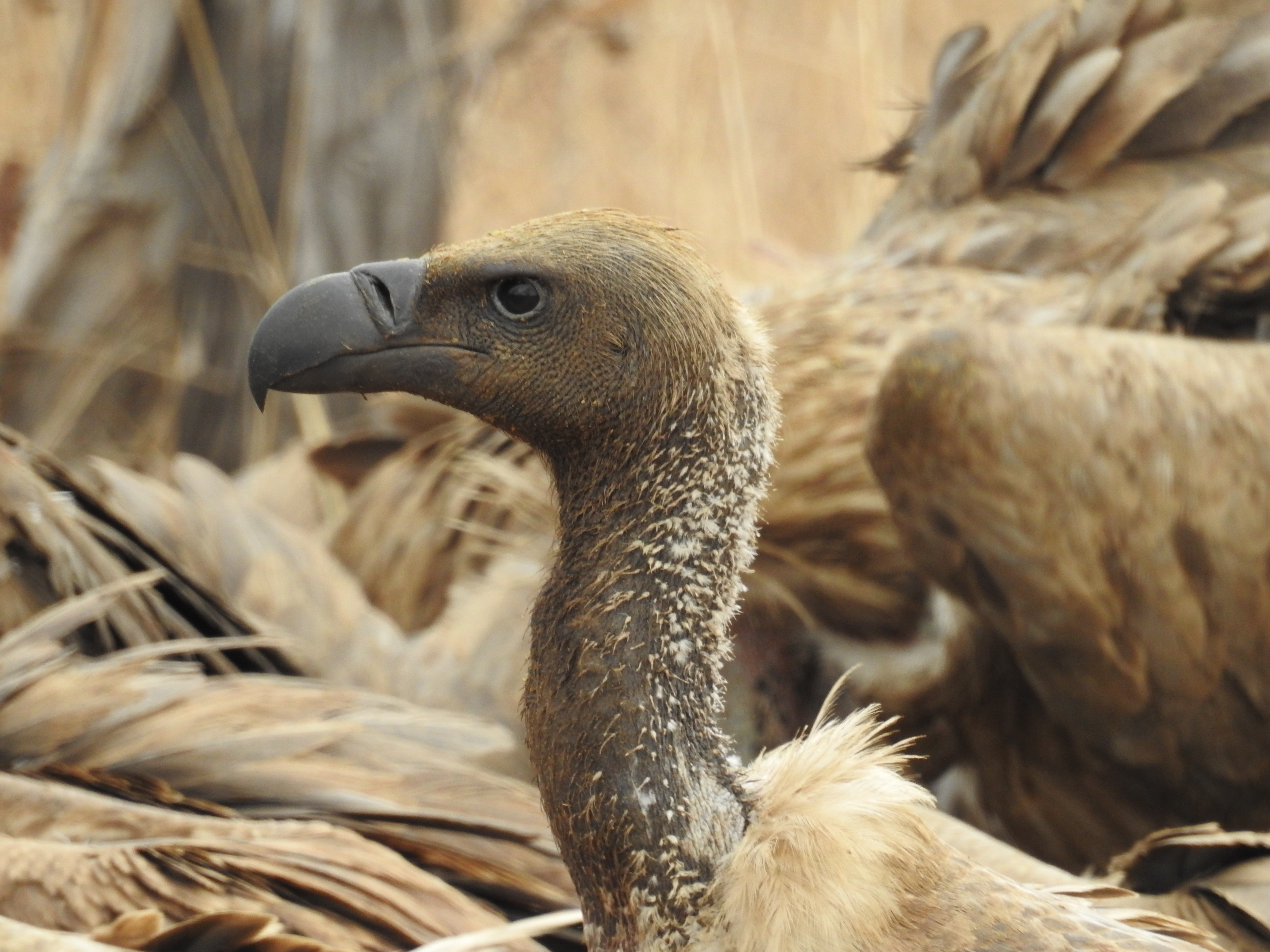 Sabi Sands South Africa photo 6