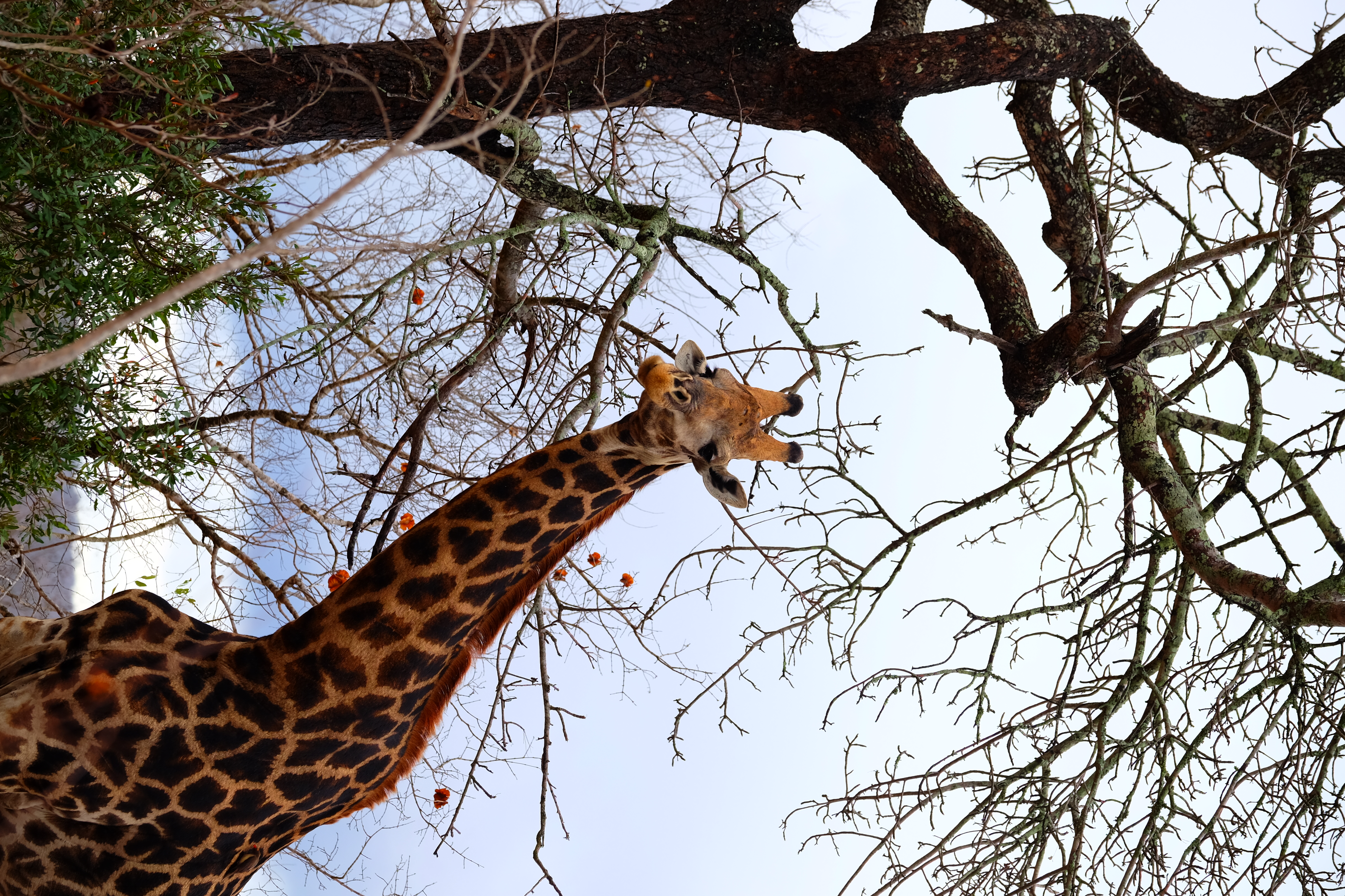 Sabi Sands South Africa photo 7