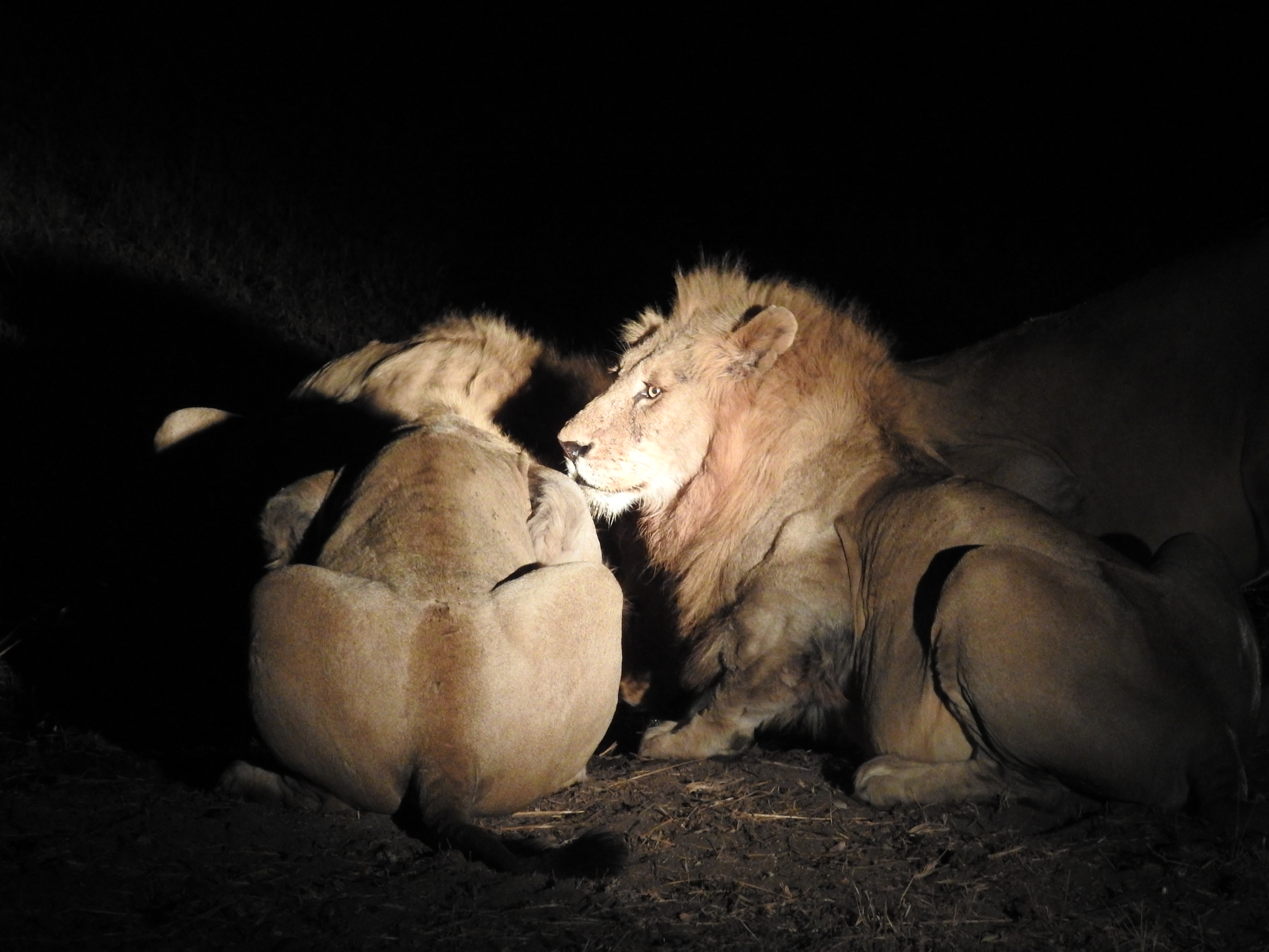 Sabi Sands South Africa photo 8