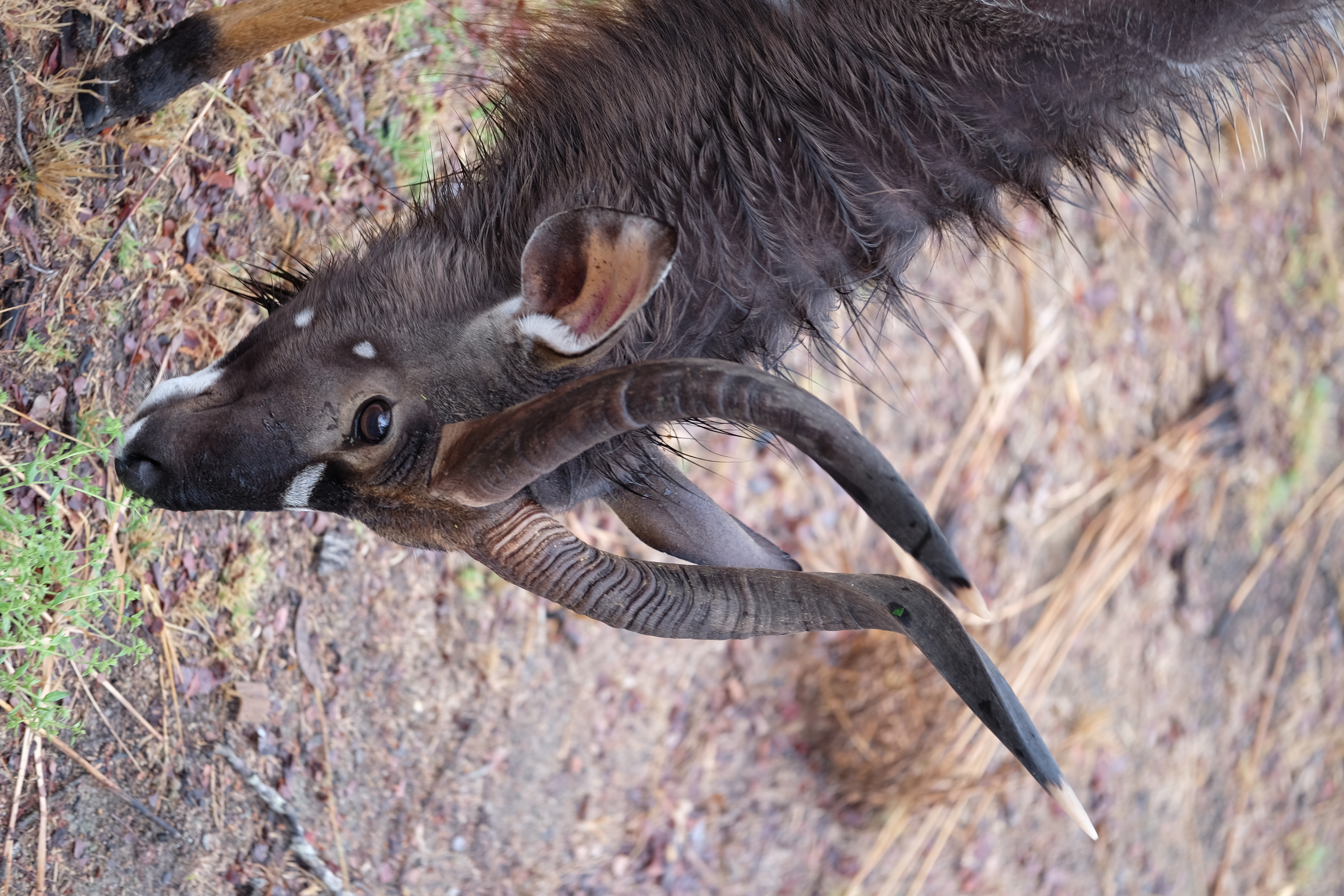 Sabi Sands South Africa photo 9