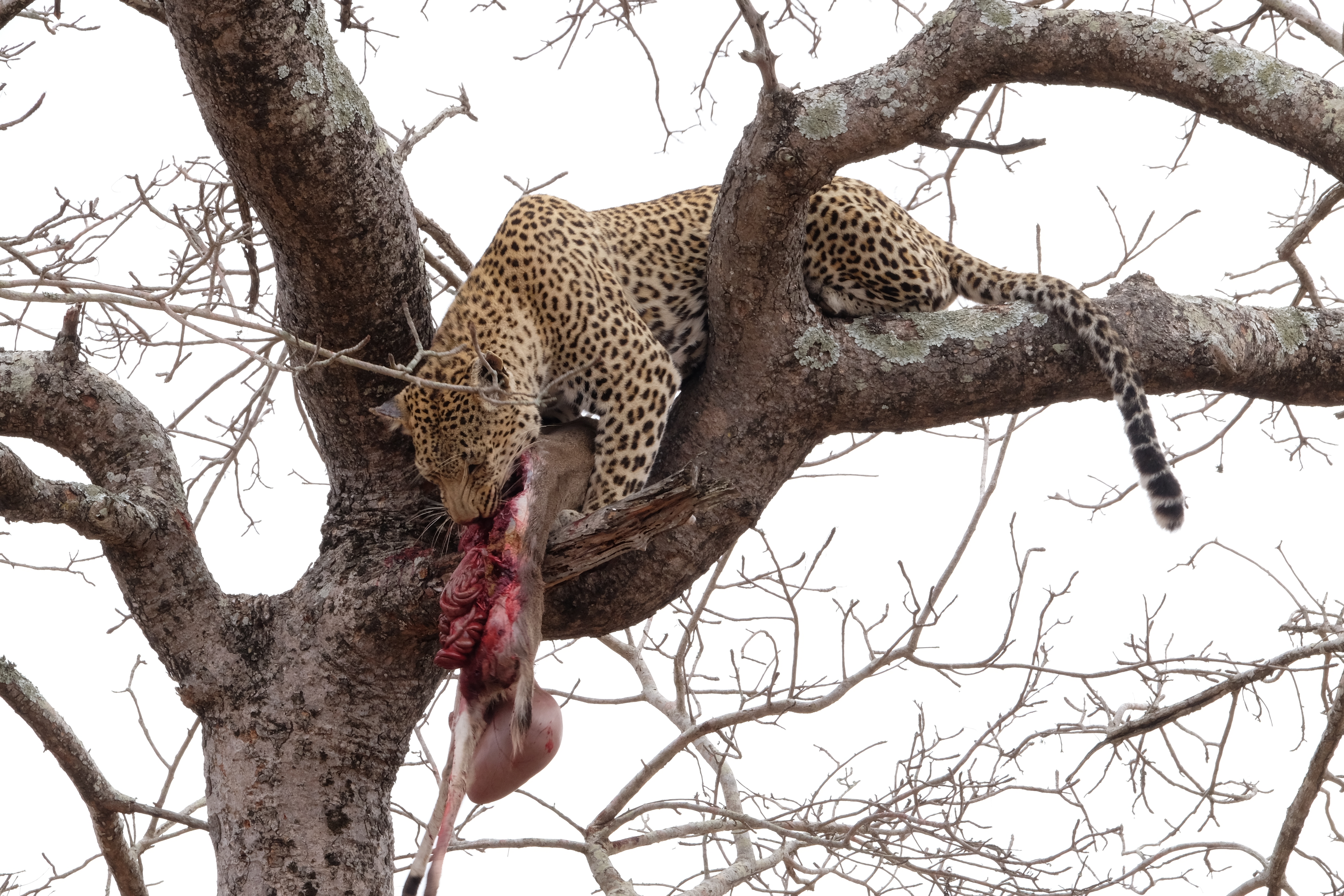 Sabi Sands South Africa photo 10