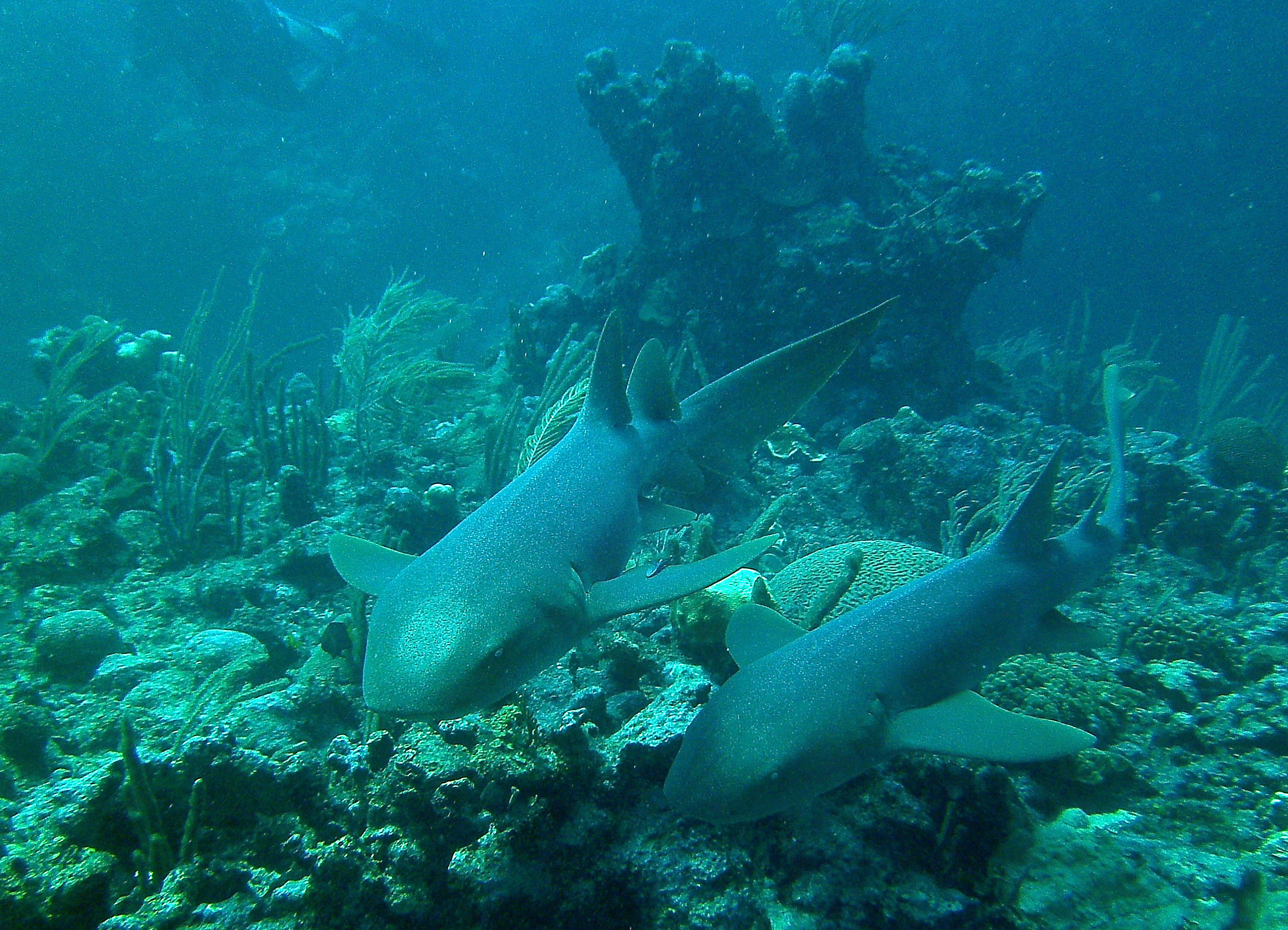 San Pedro Belize photo 3