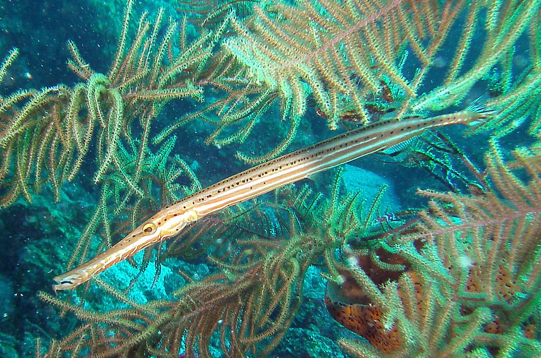 San Pedro Belize photo 5