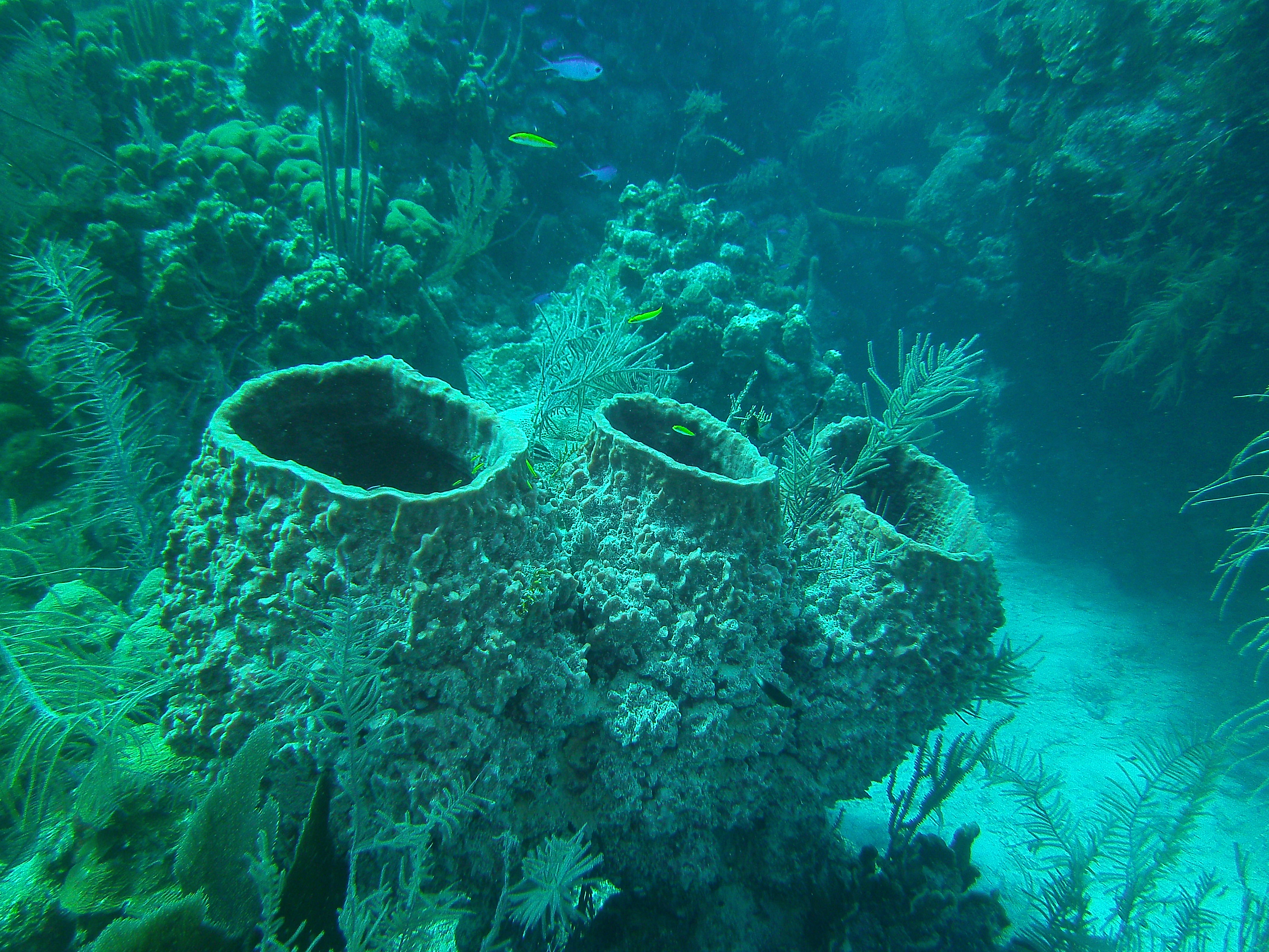 San Pedro Belize photo 7