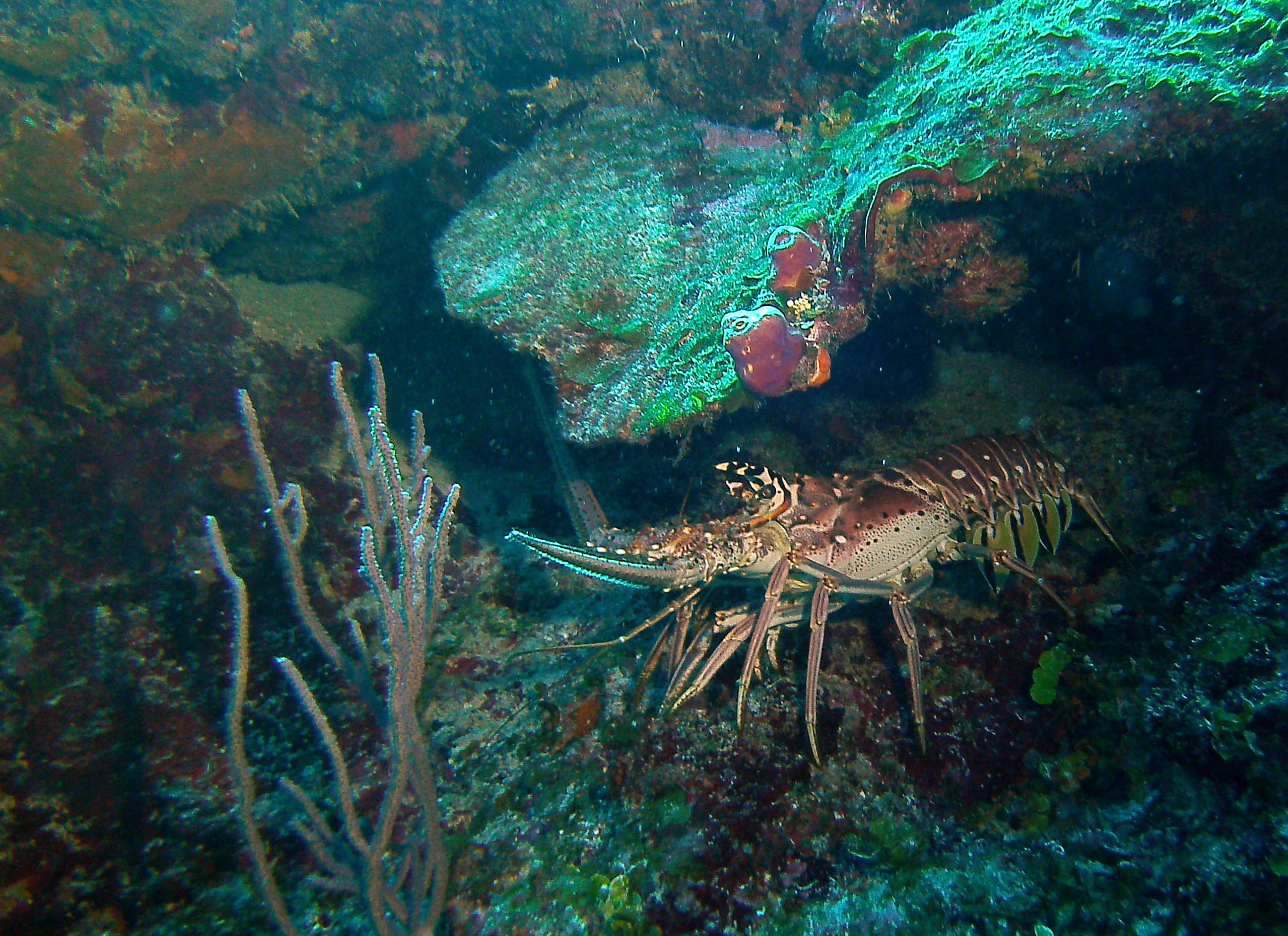 San Pedro Belize photo 8