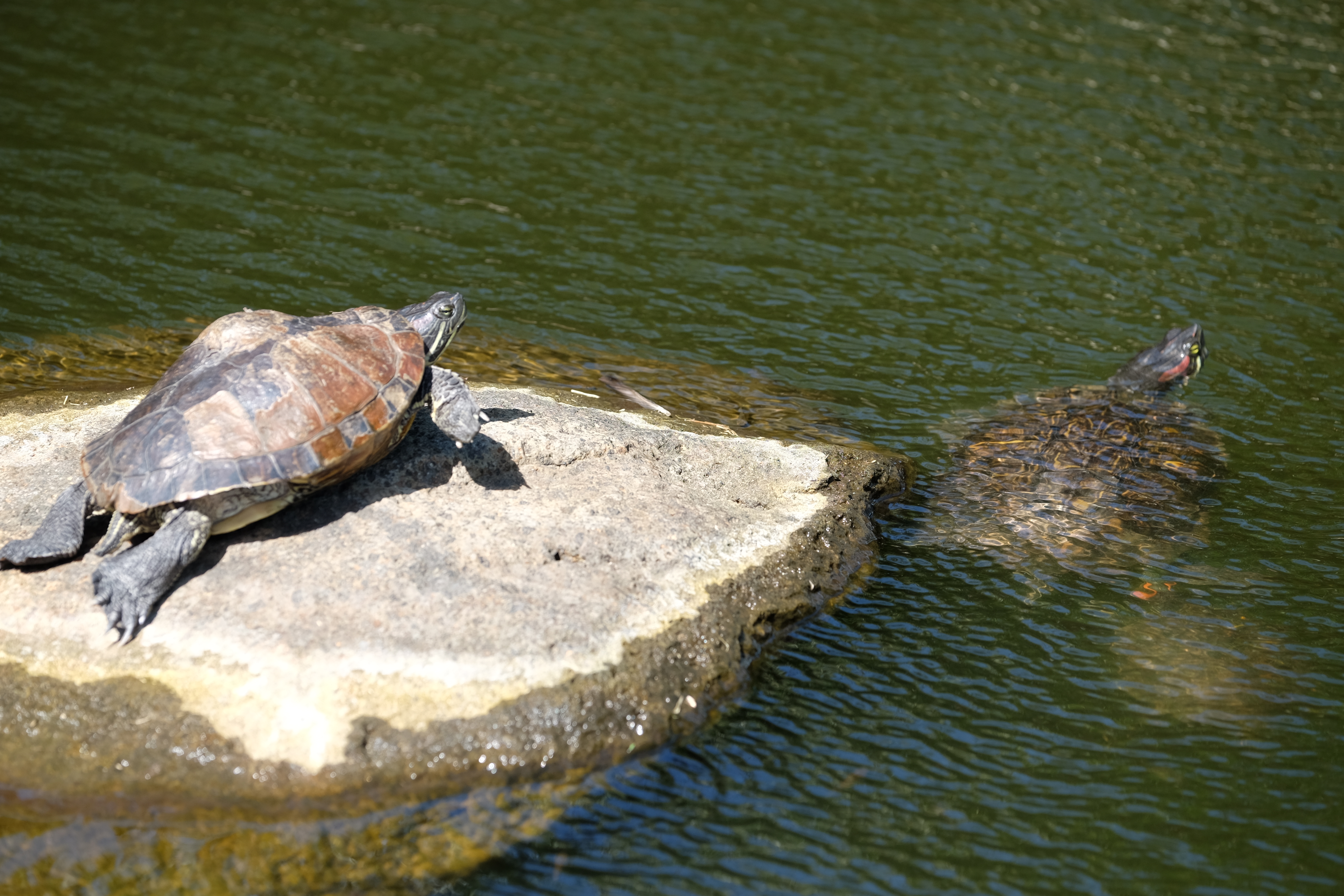 Tahiti French Polynesia photo 6