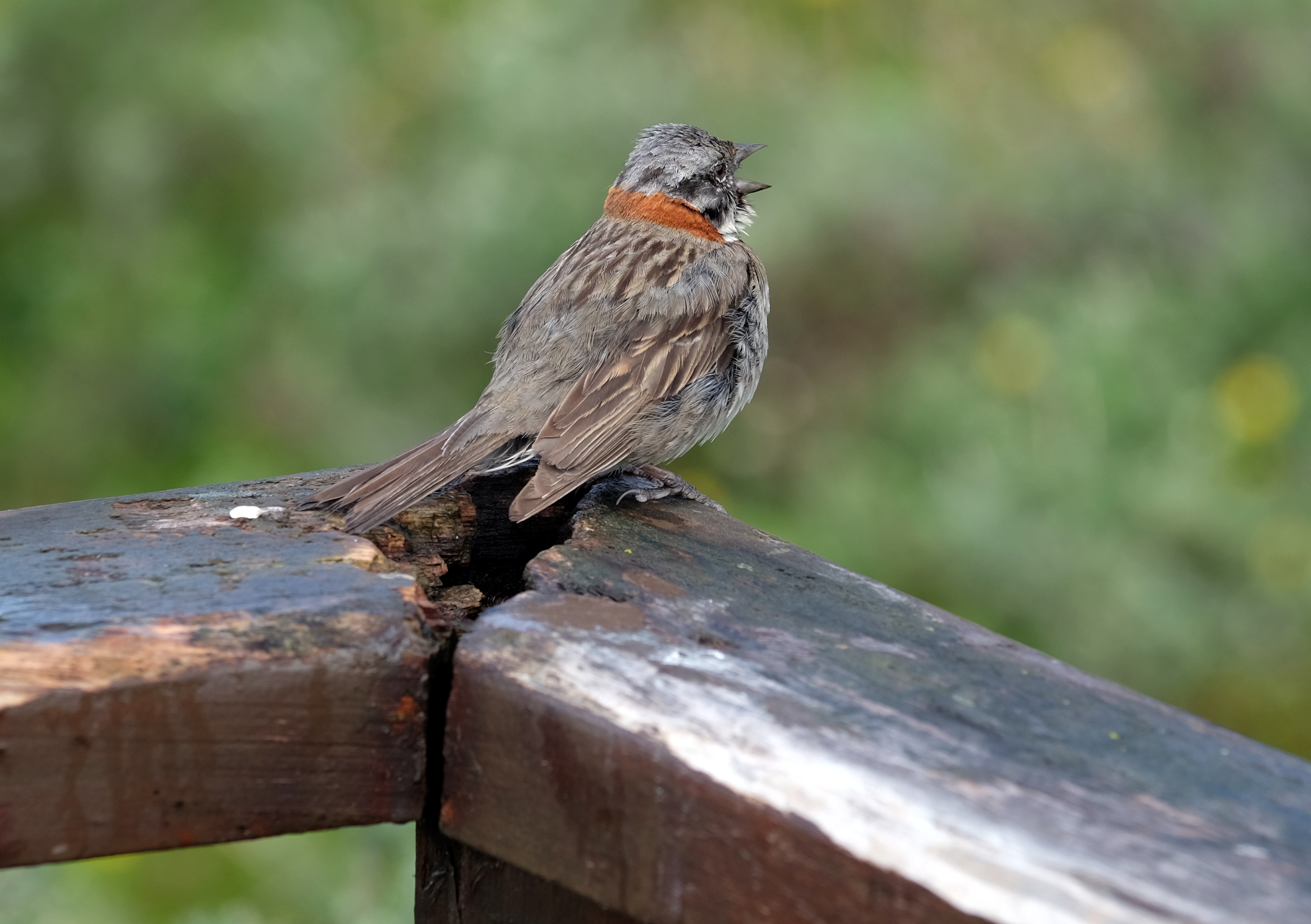 Ushuaia Argentina photo 9