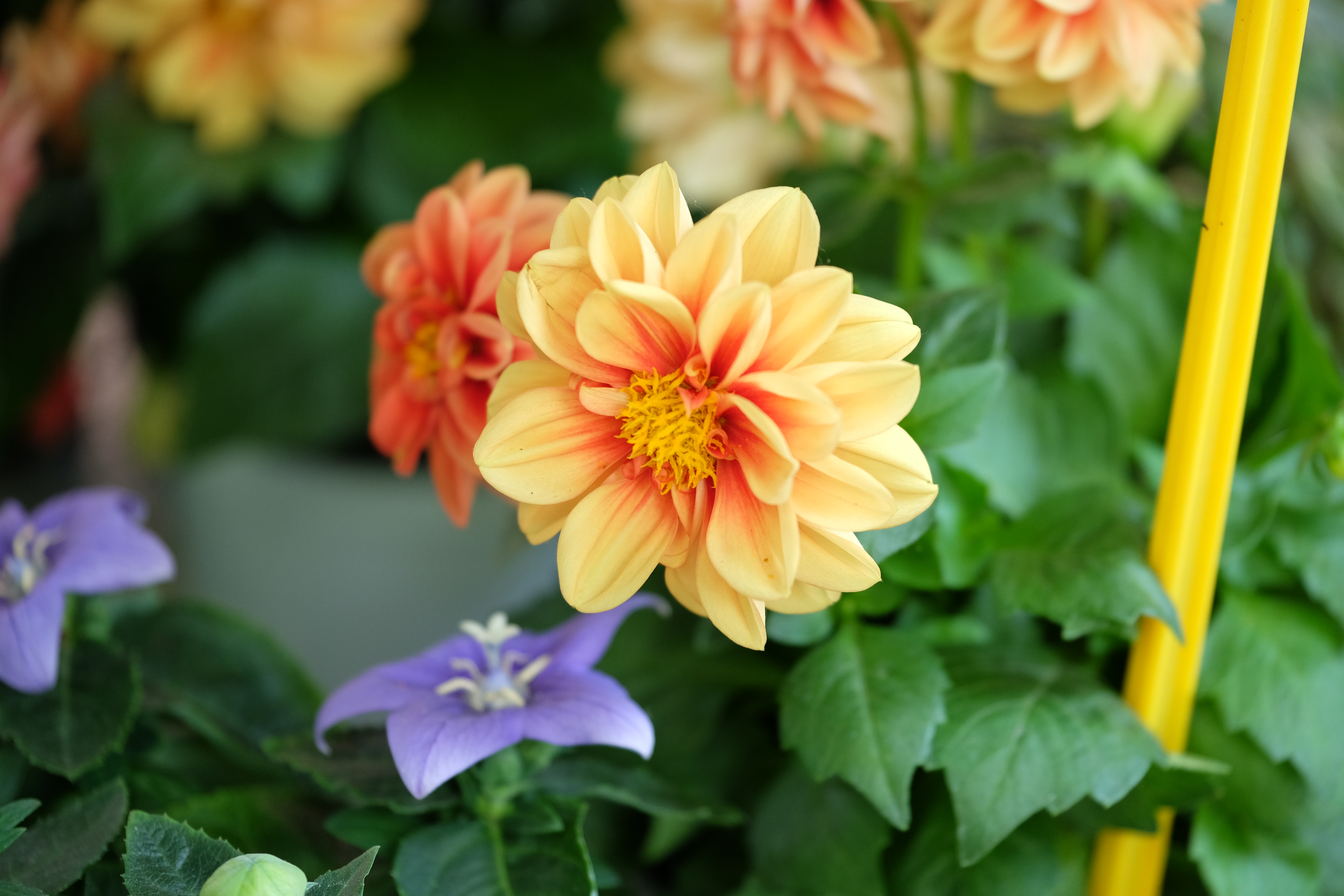 Venice Italy photo 6