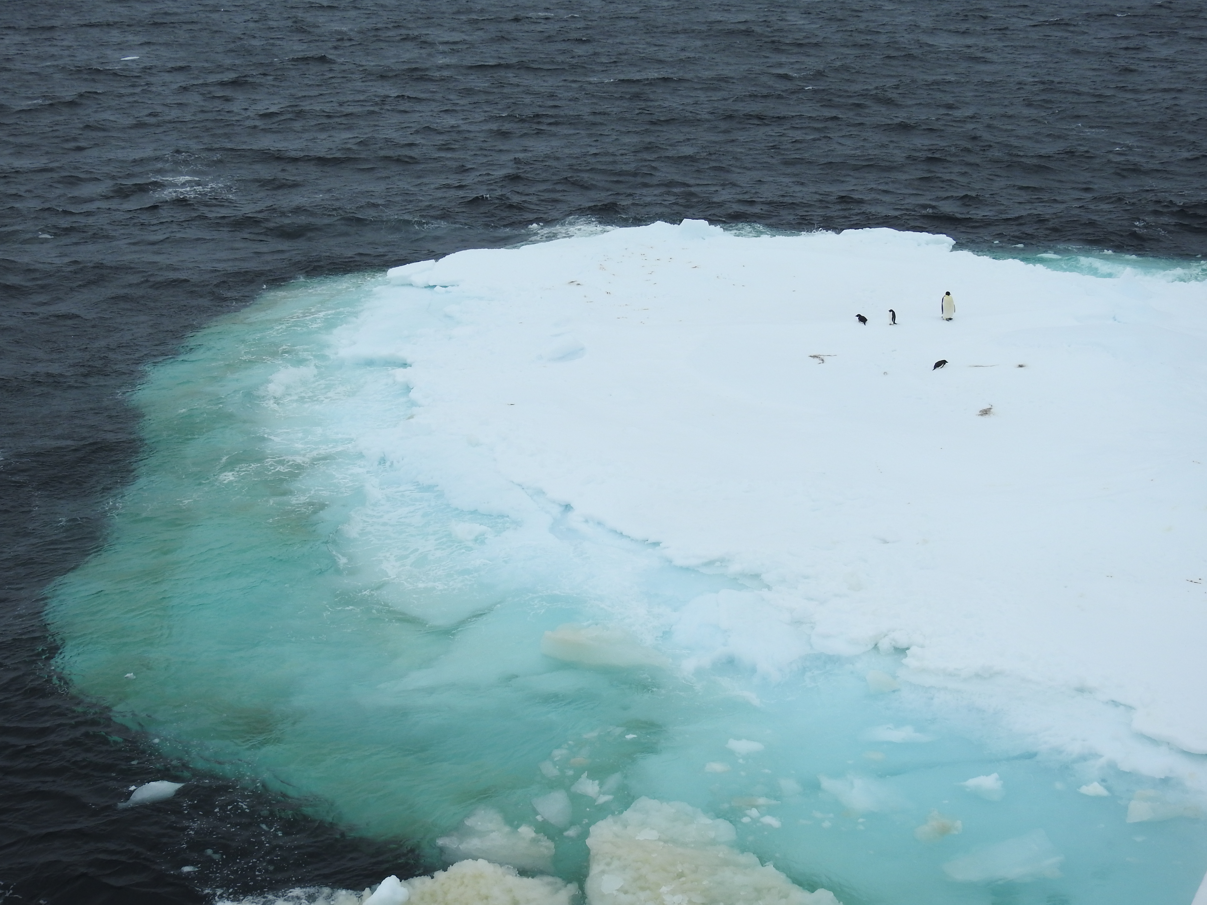 Weddell Sea Antarctica photo 1