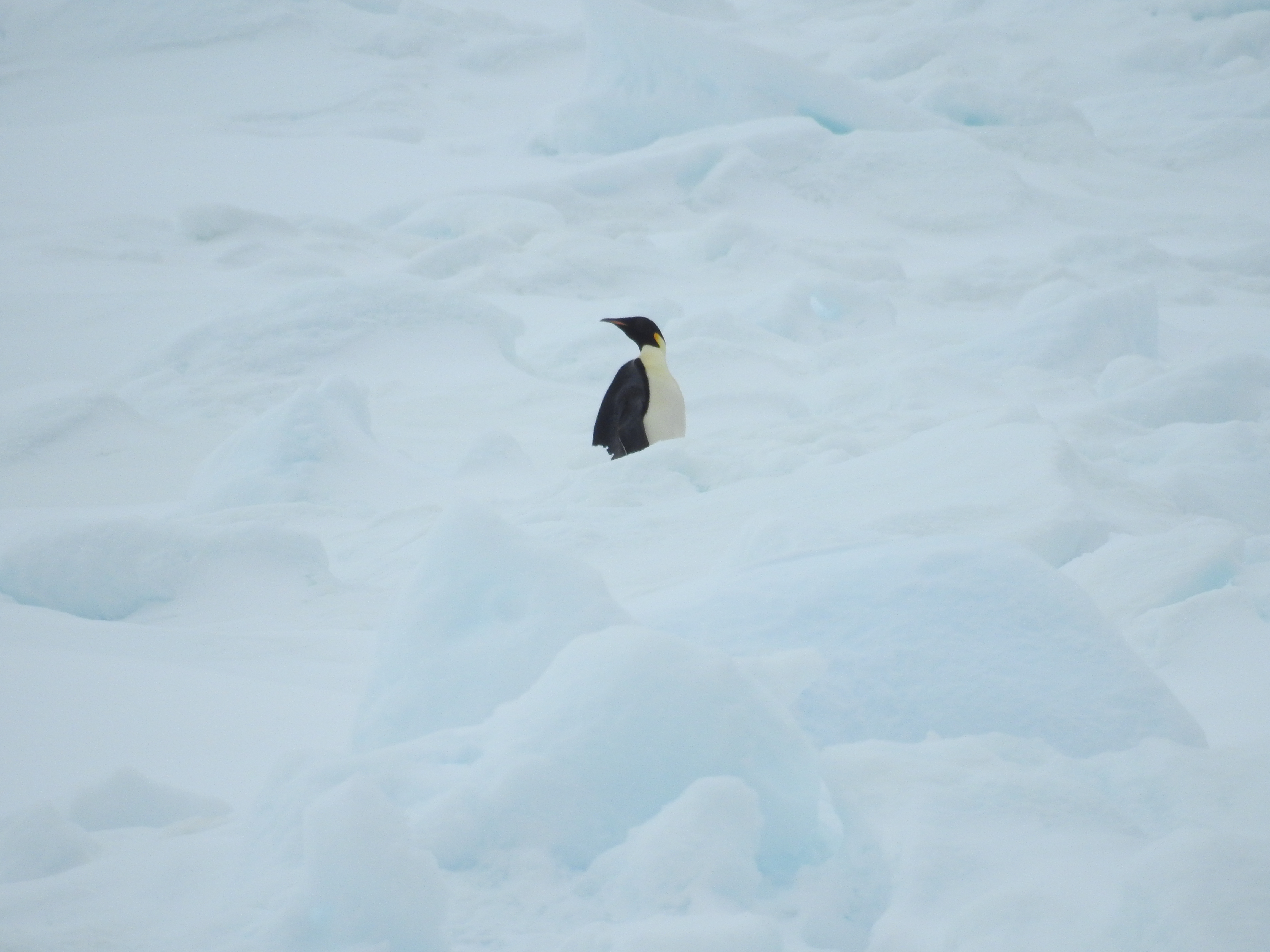 Weddell Sea Antarctica photo 2