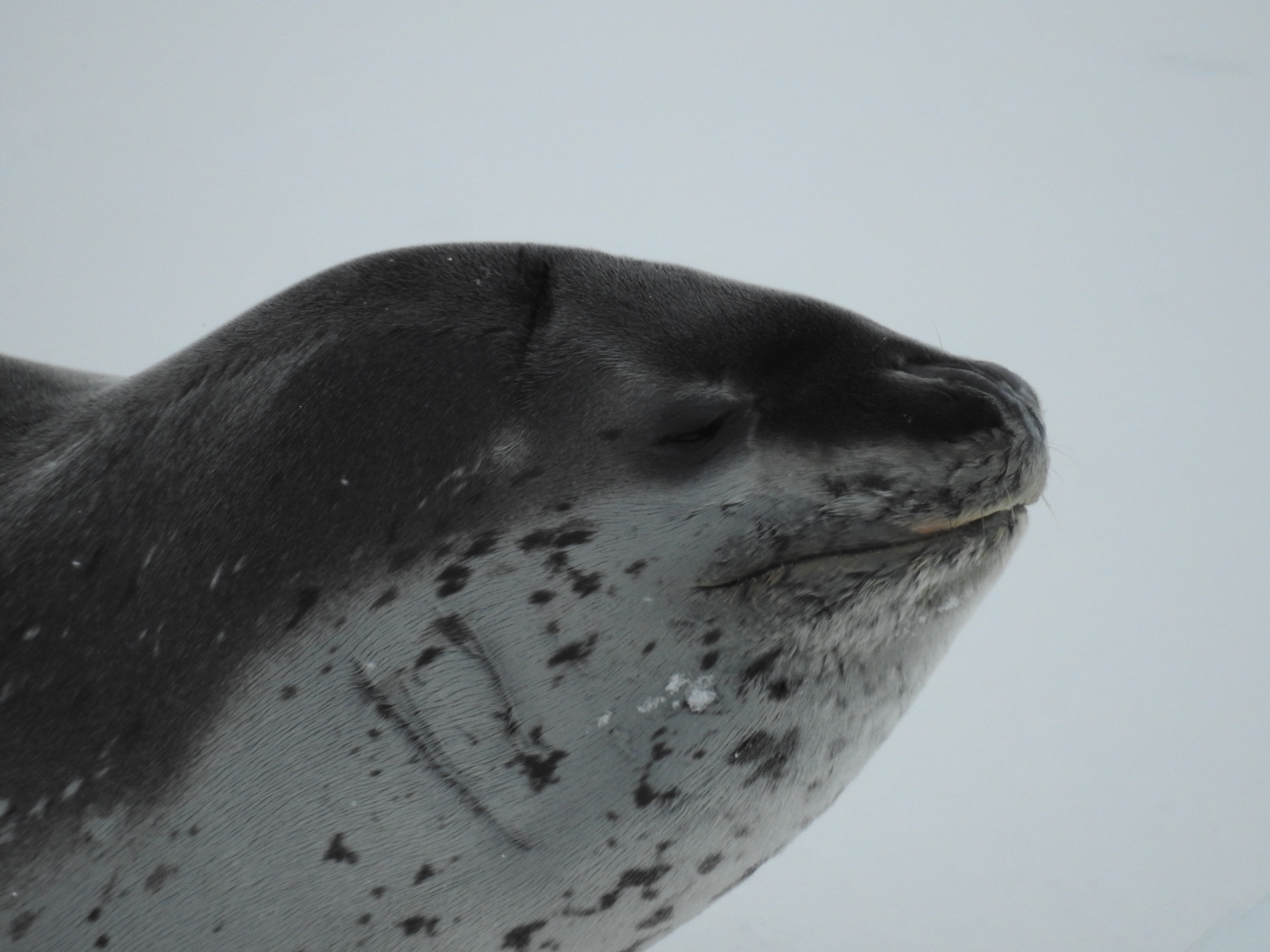 Weddell Sea Antarctica photo 3