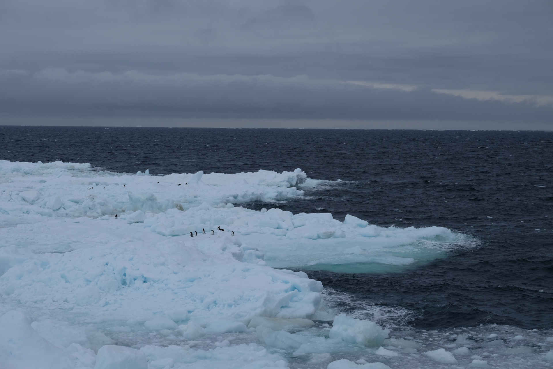 Weddell Sea Antarctica photo 5