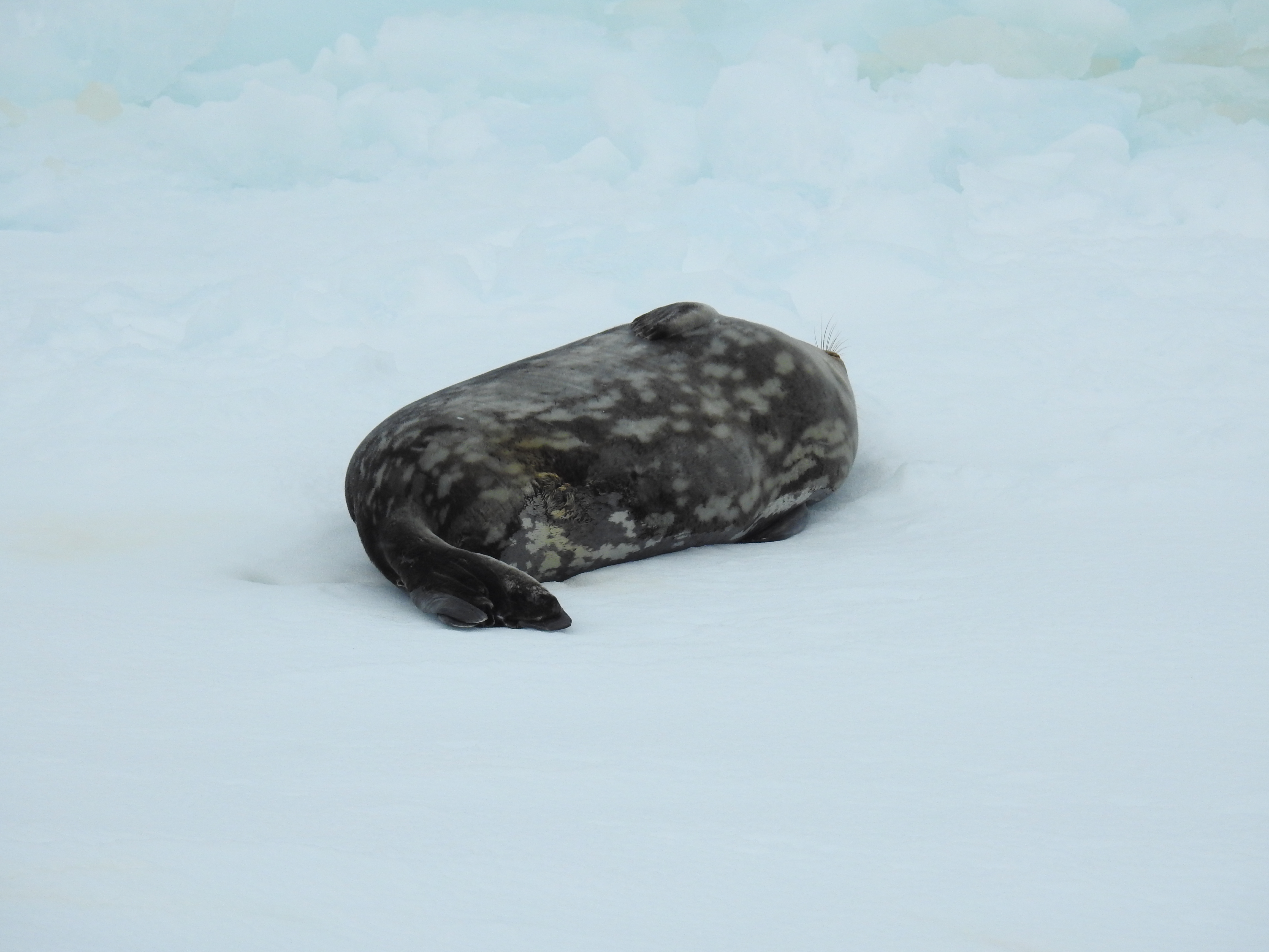 Weddell Sea Antarctica photo 7