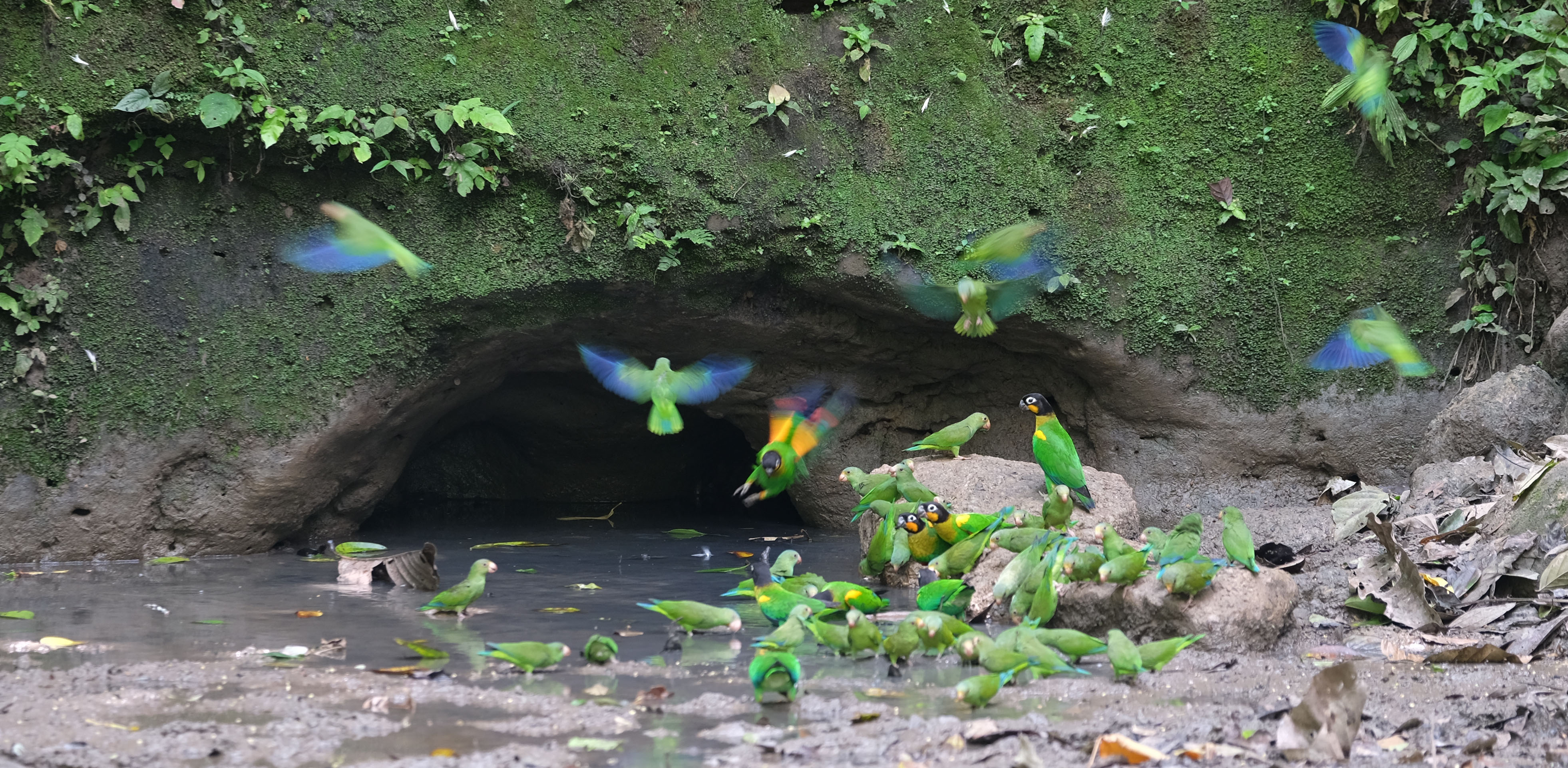 Yasuni National Forest Ecuador photo 1