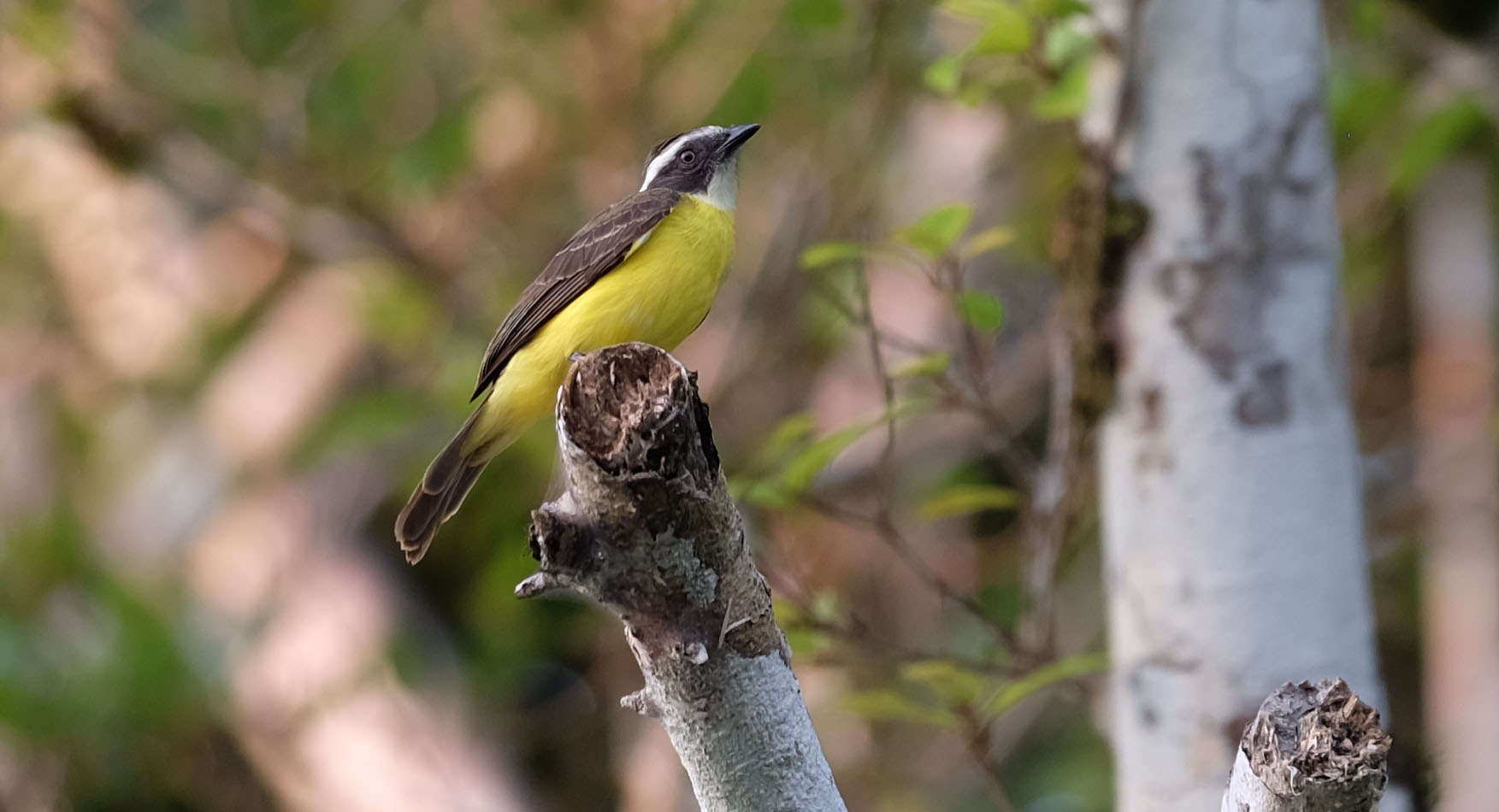 Yasuni National Forest Ecuador photo 2