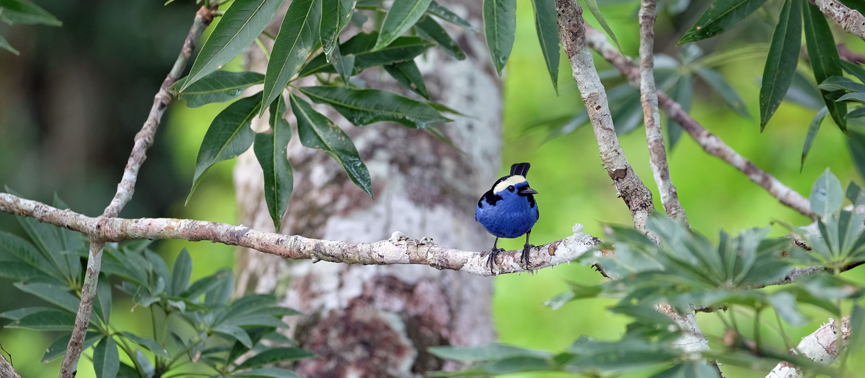 Yasuni National Forest Ecuador photo 4