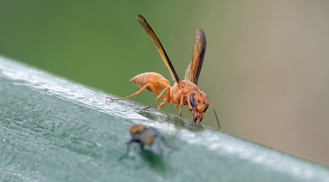 Yasuni National Forest Ecuador photo 5