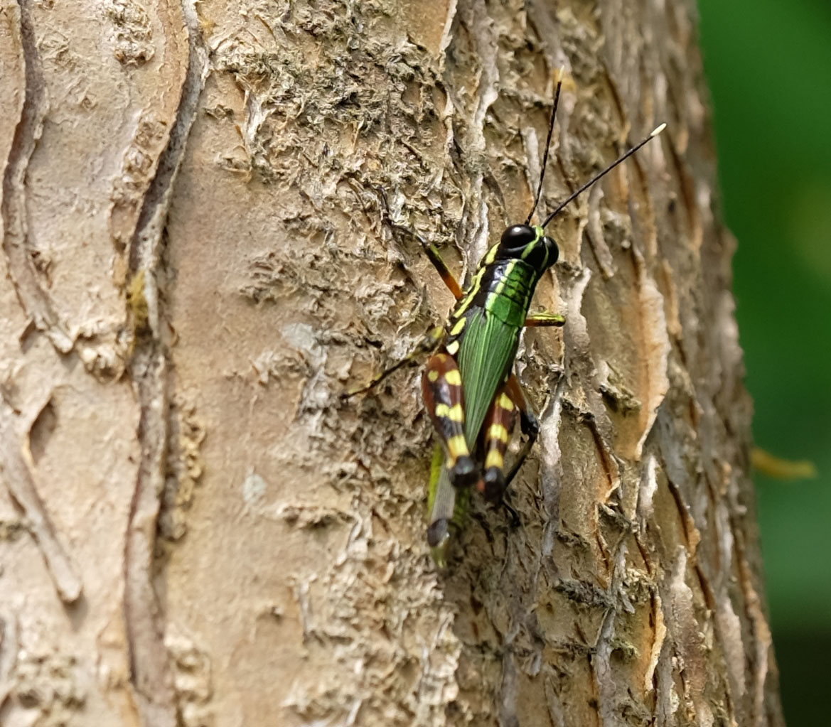 Yasuni National Forest Ecuador photo 6