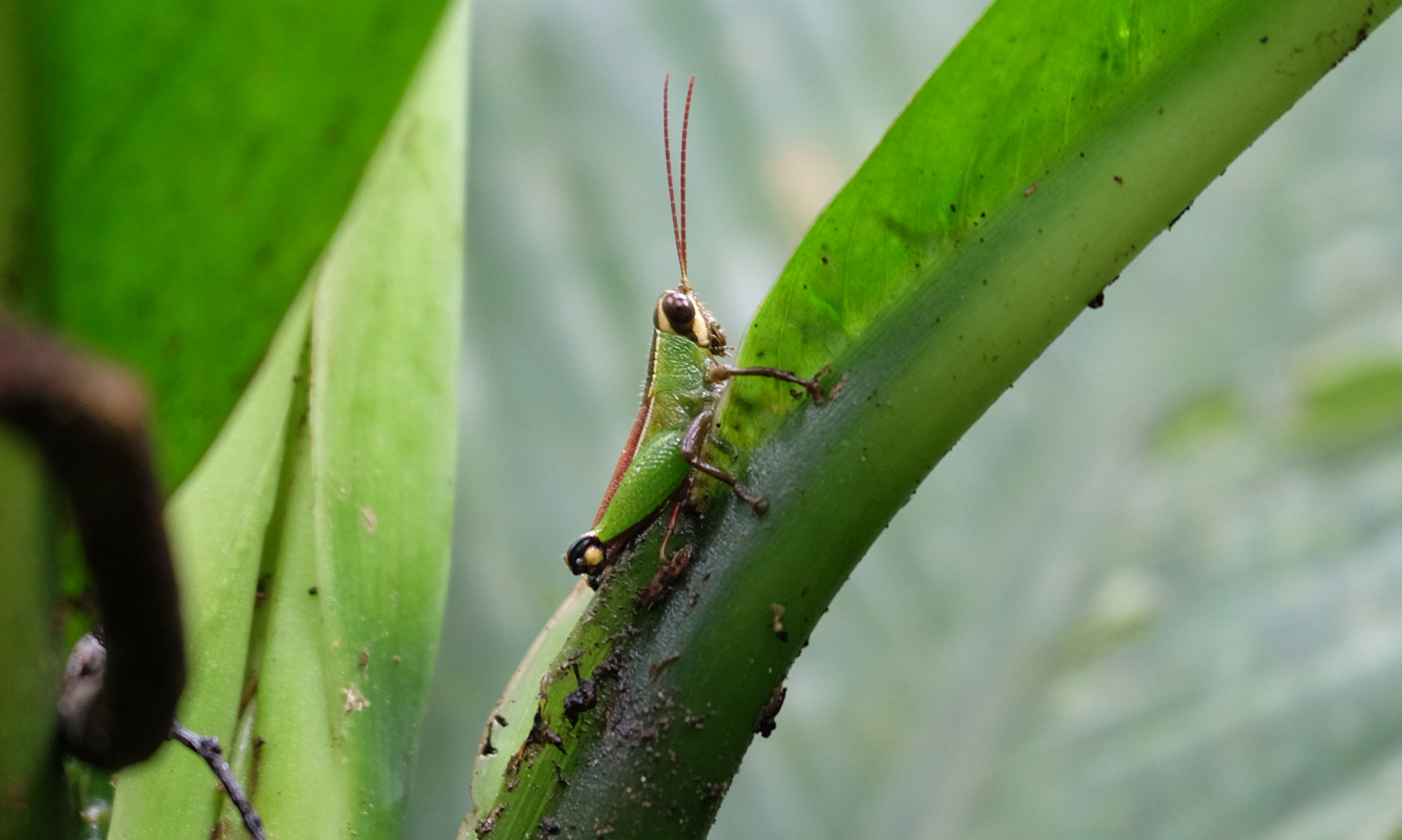 Yasuni National Forest Ecuador photo 7